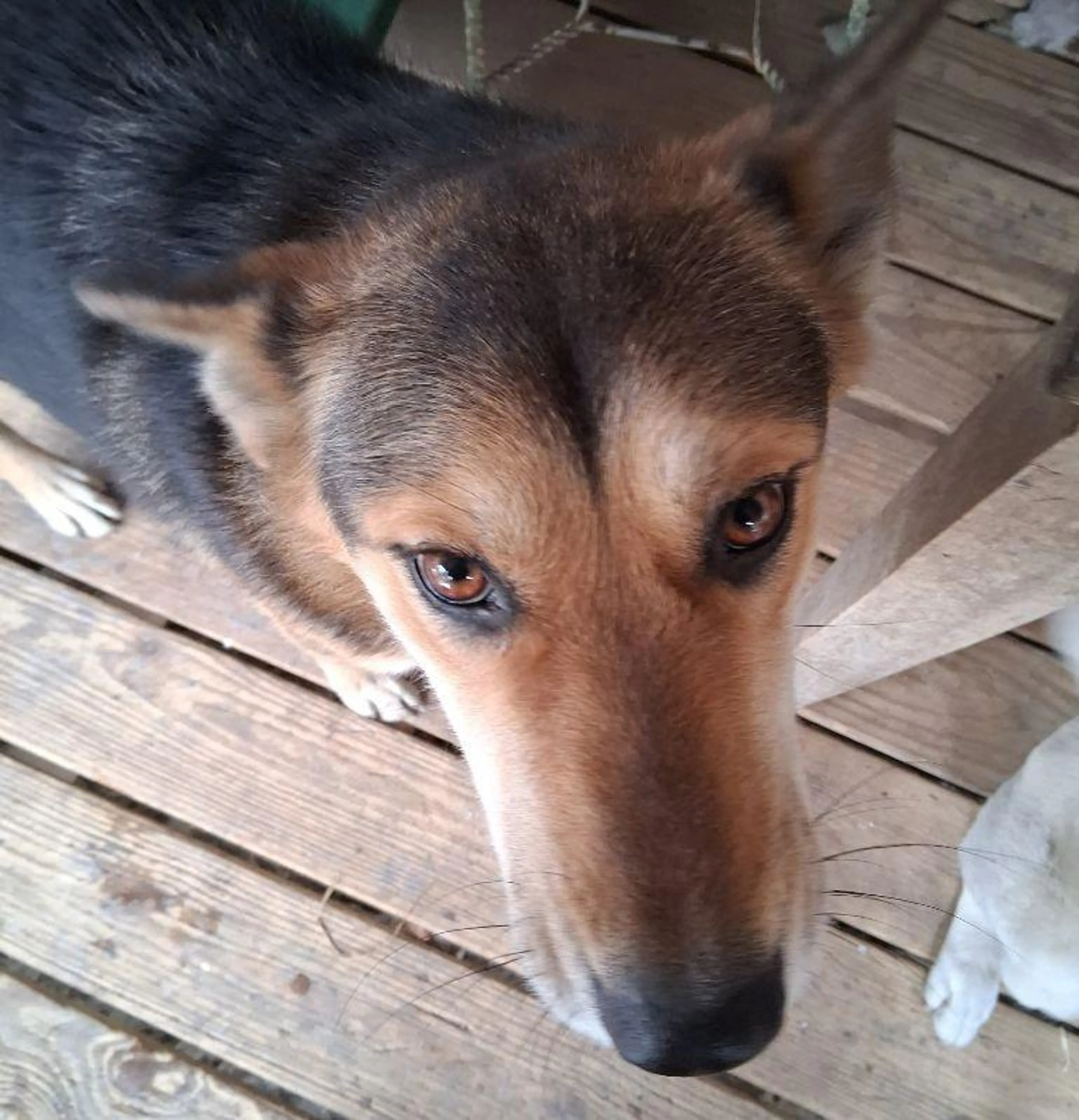 Found pet-2