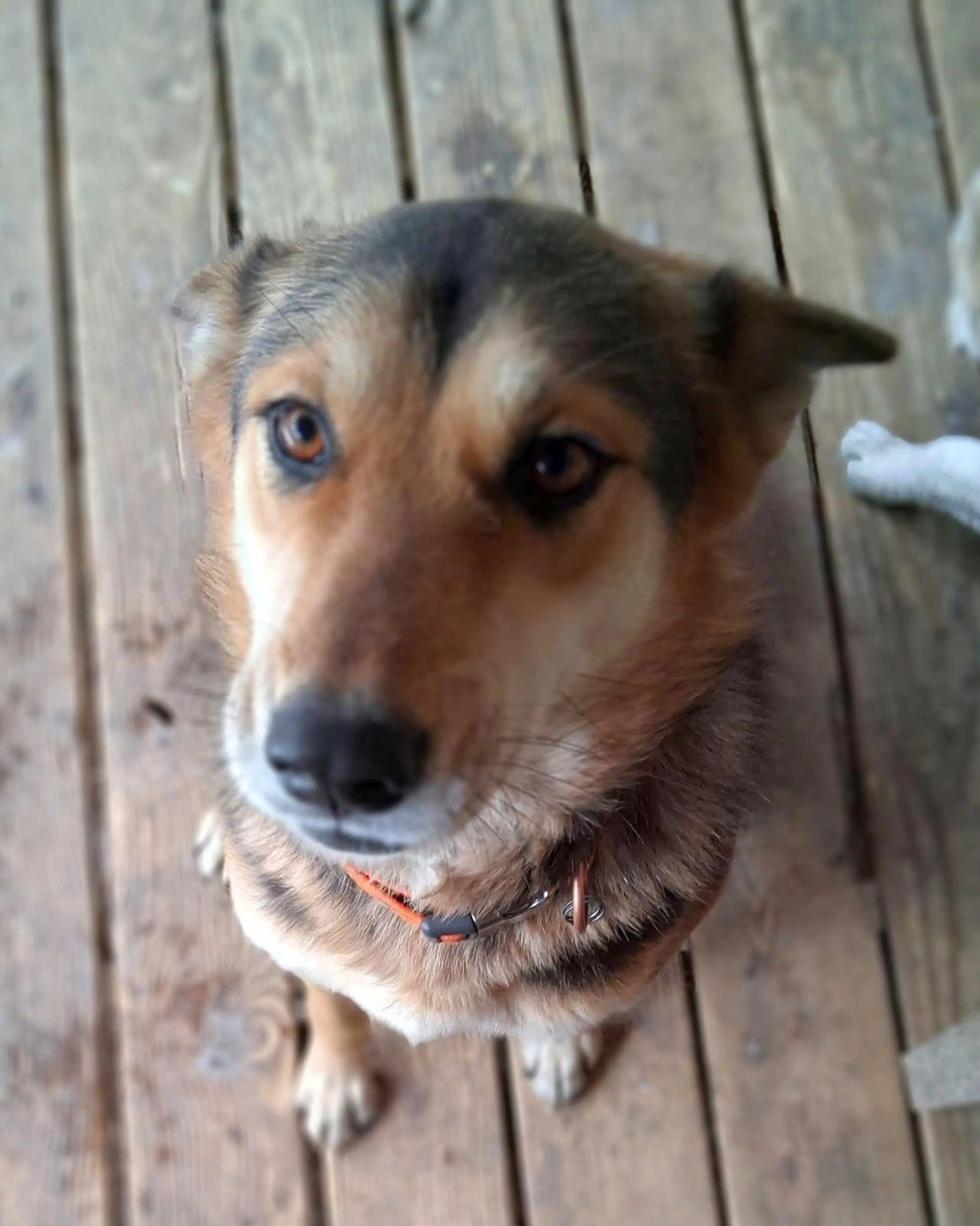 Found pet-1
