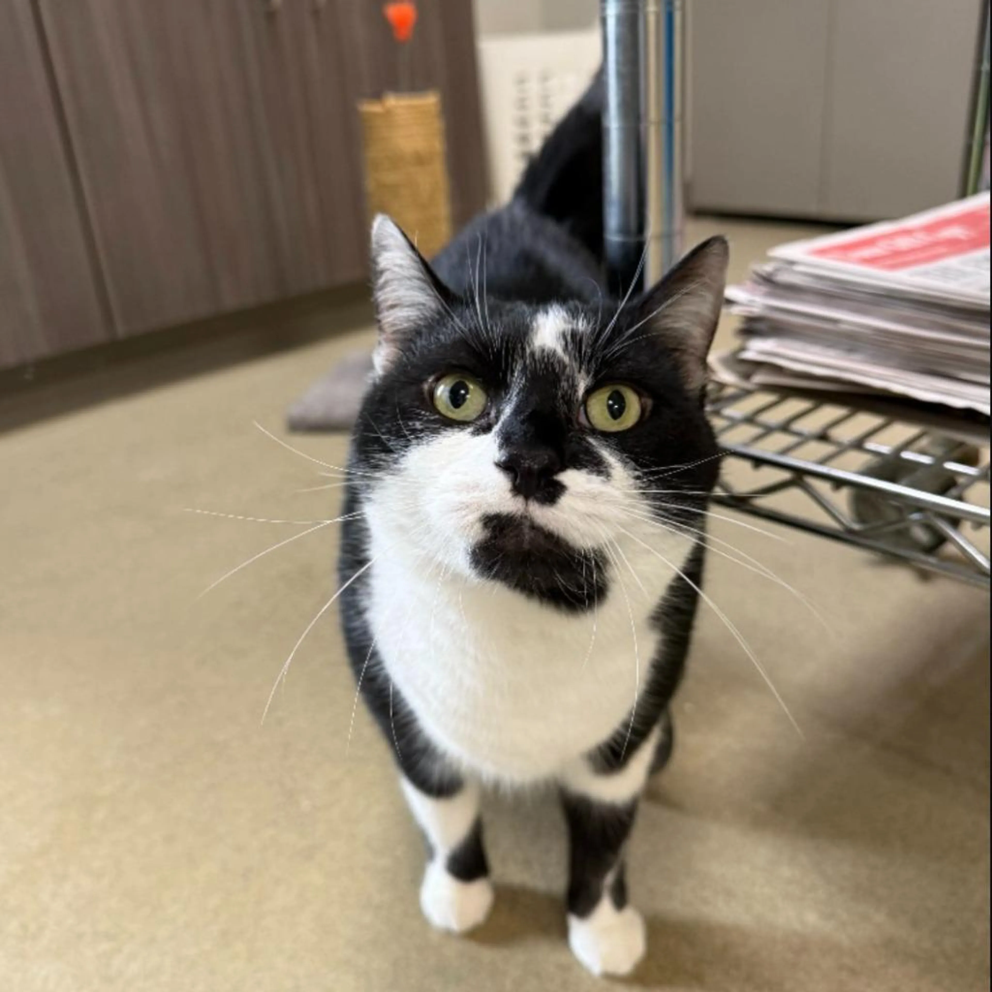 Found pet-0