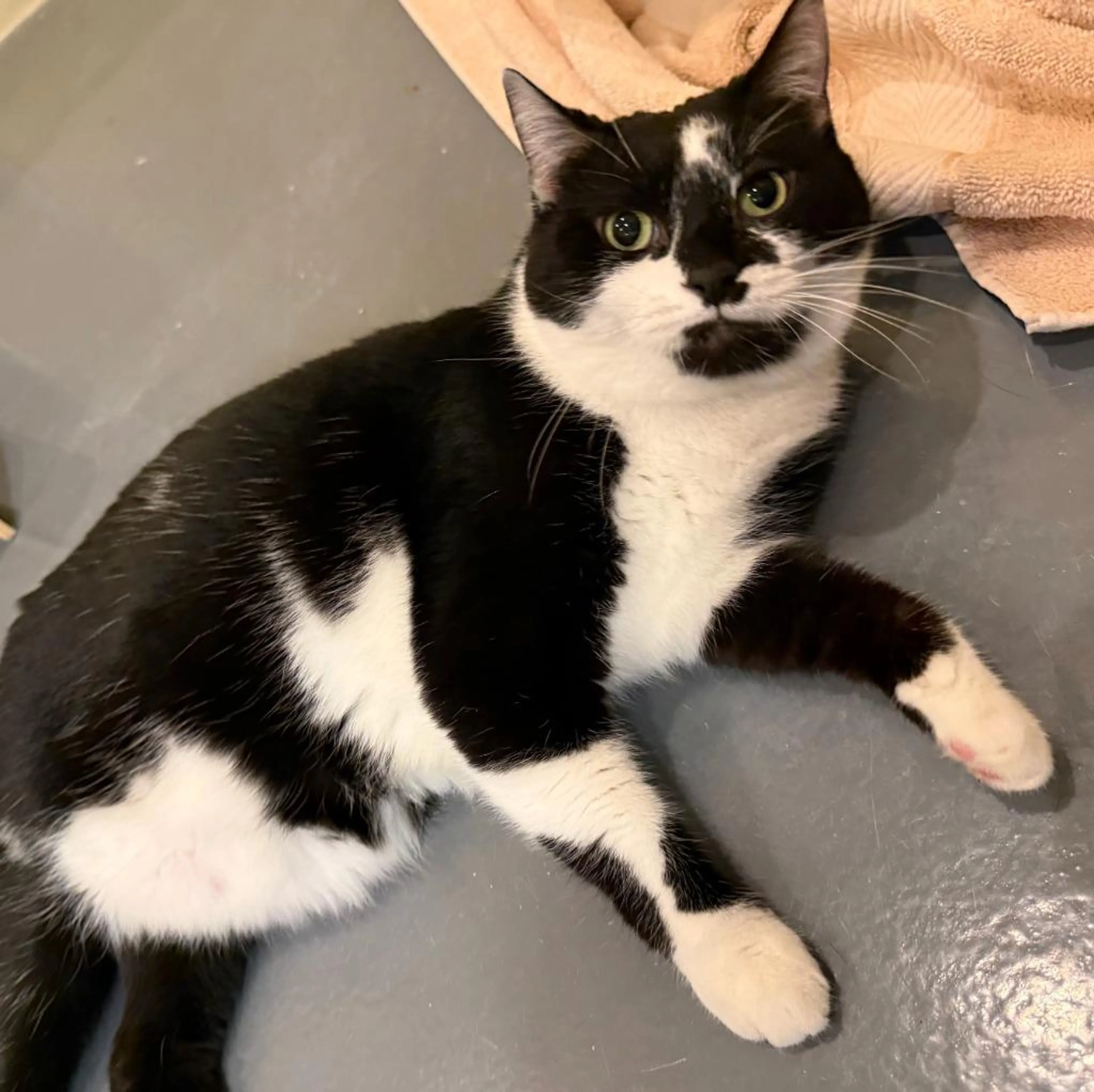 Found pet-1