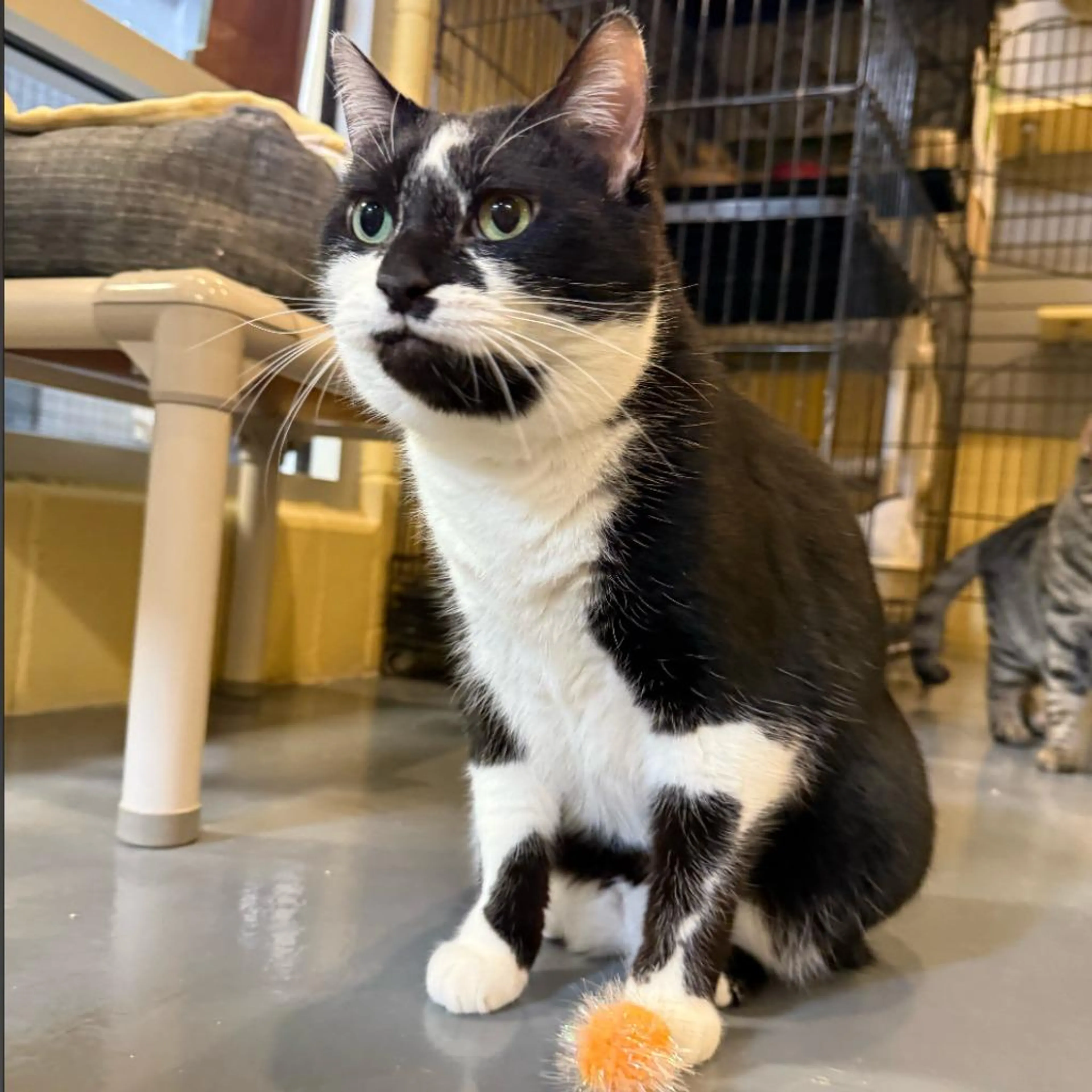 Found pet-3