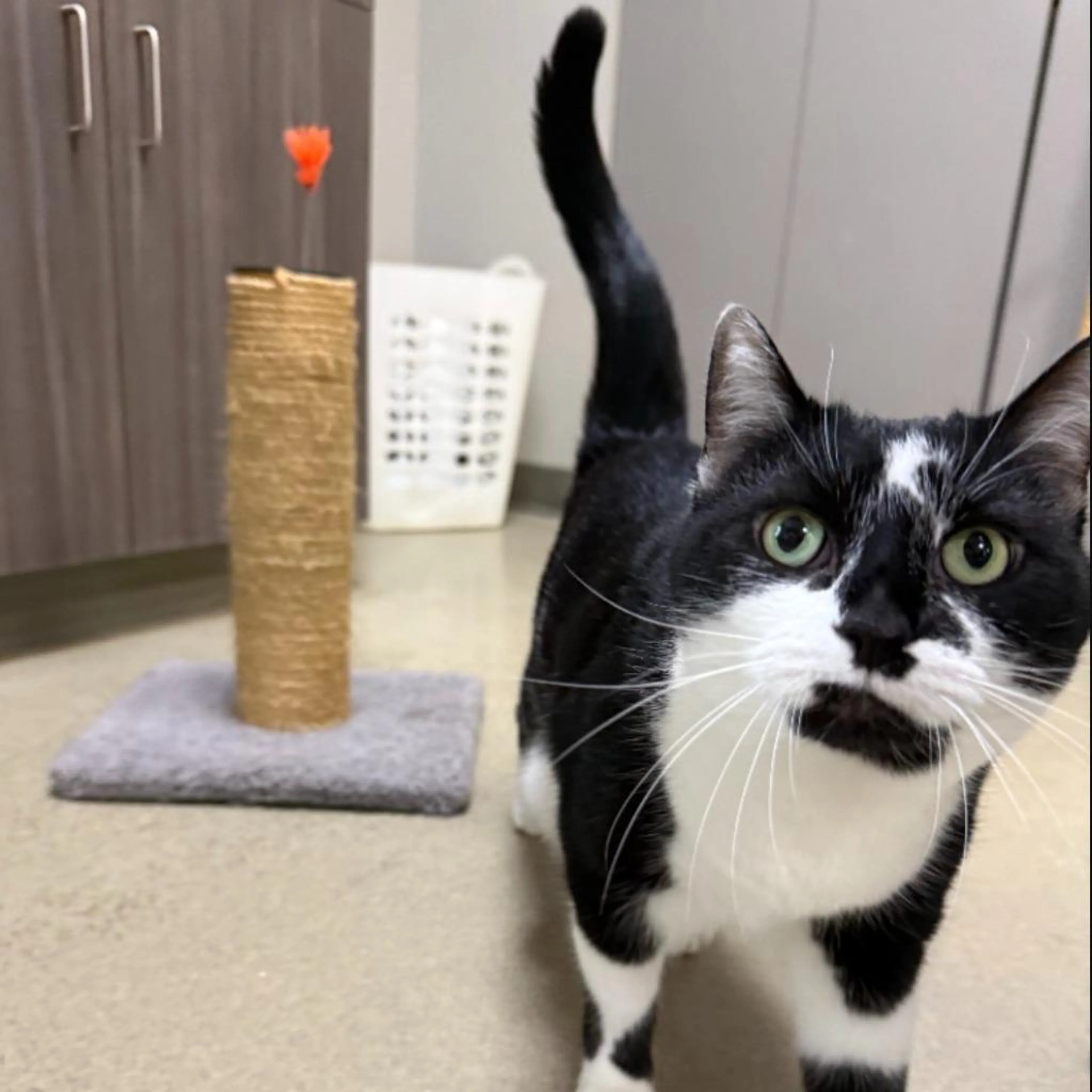 Found pet-4