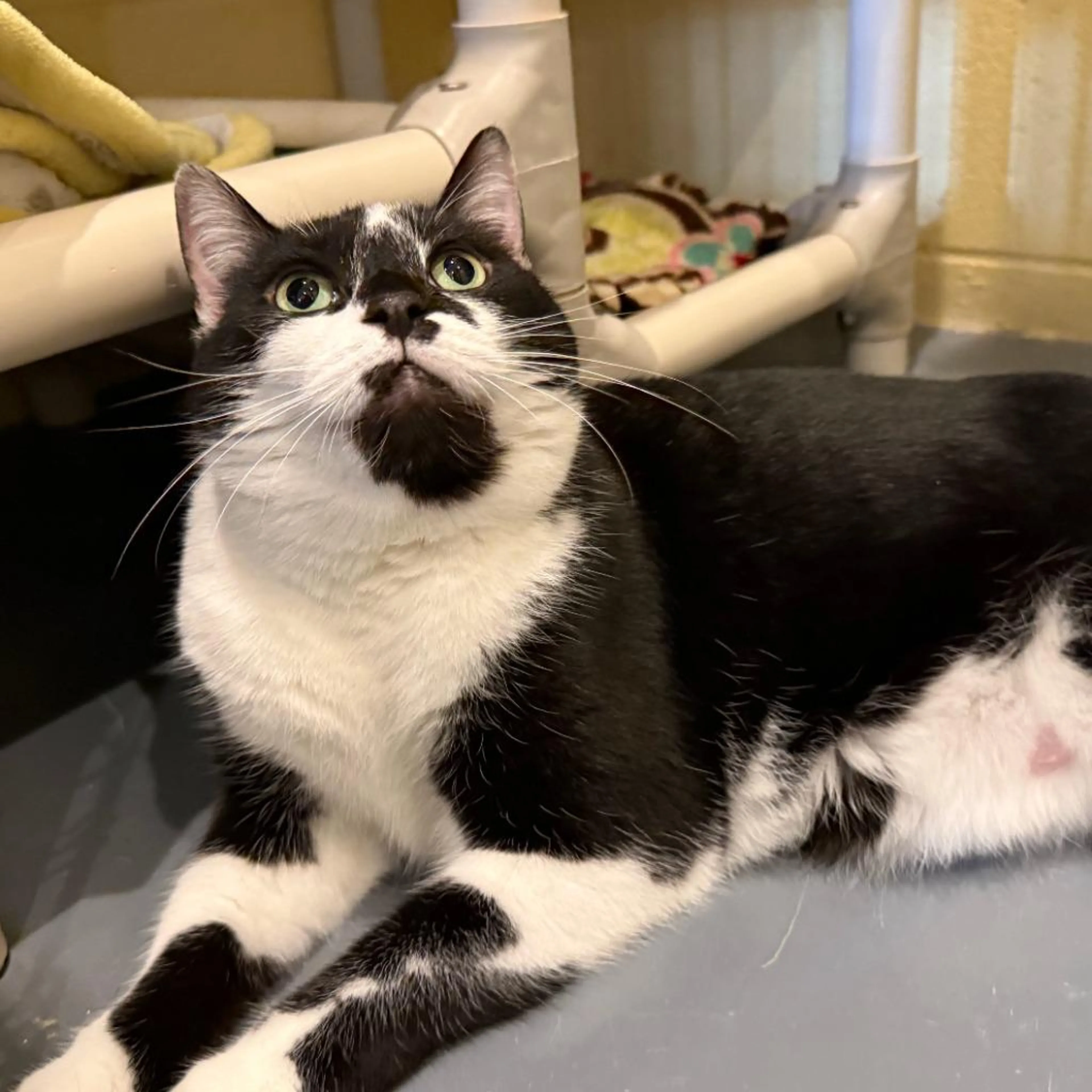 Found pet-2