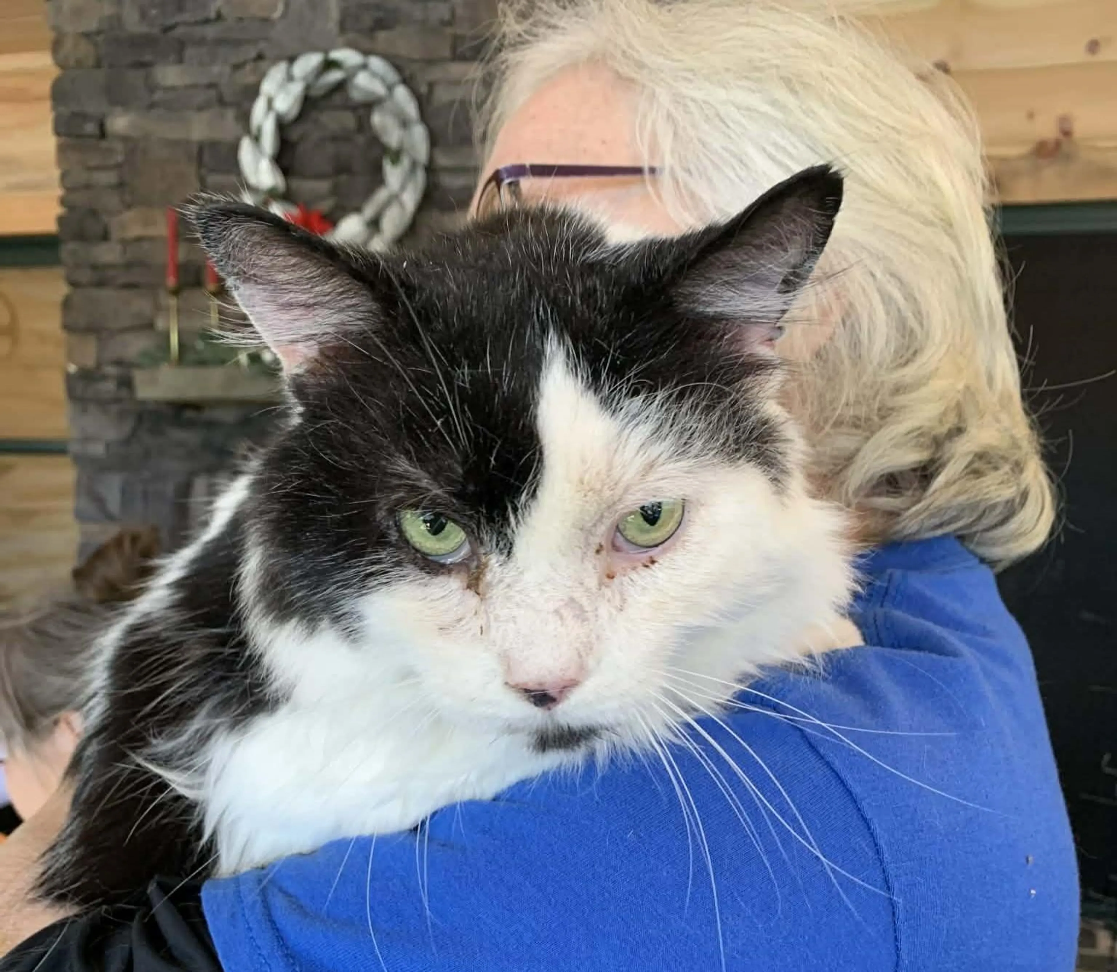 Found pet-3