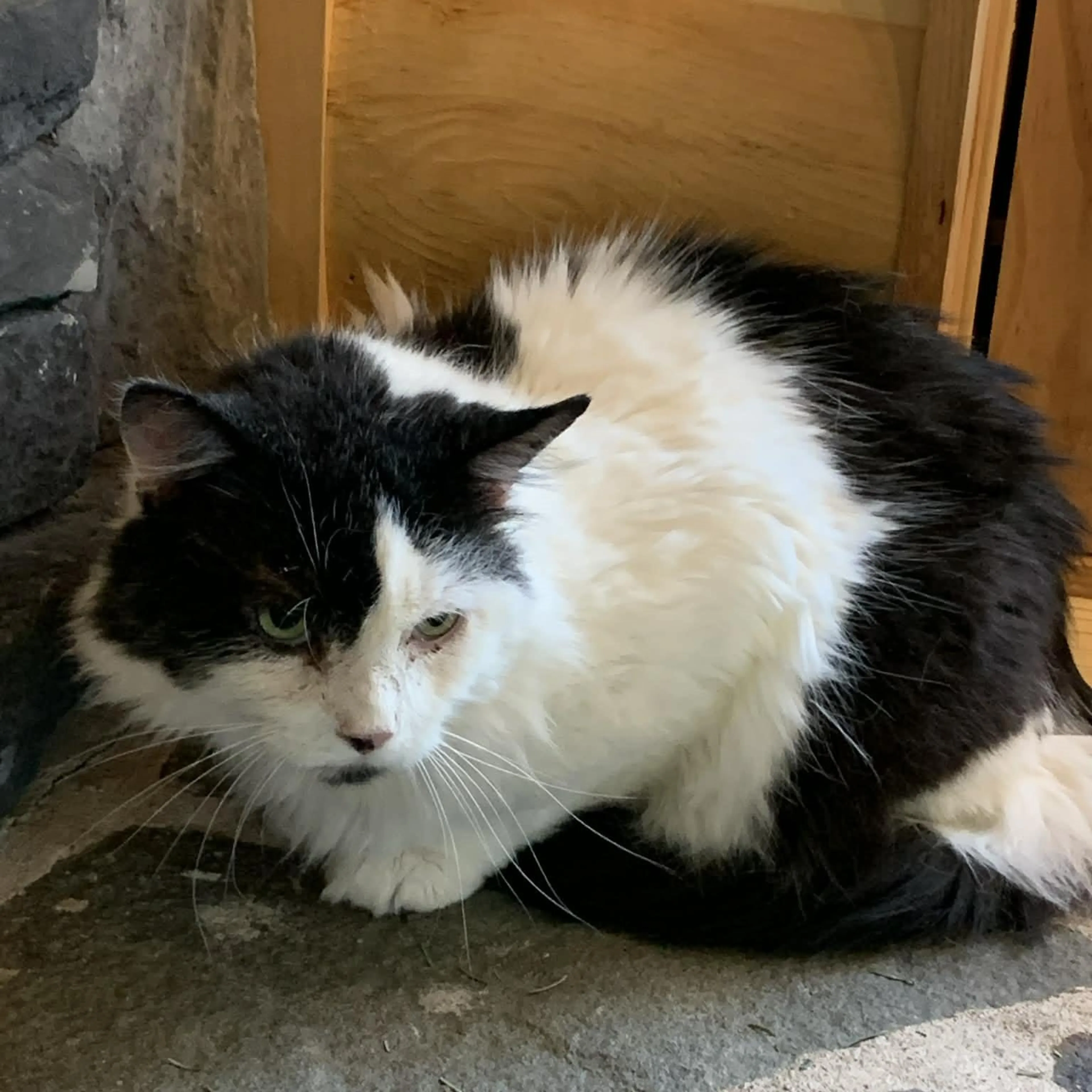 Found pet-2