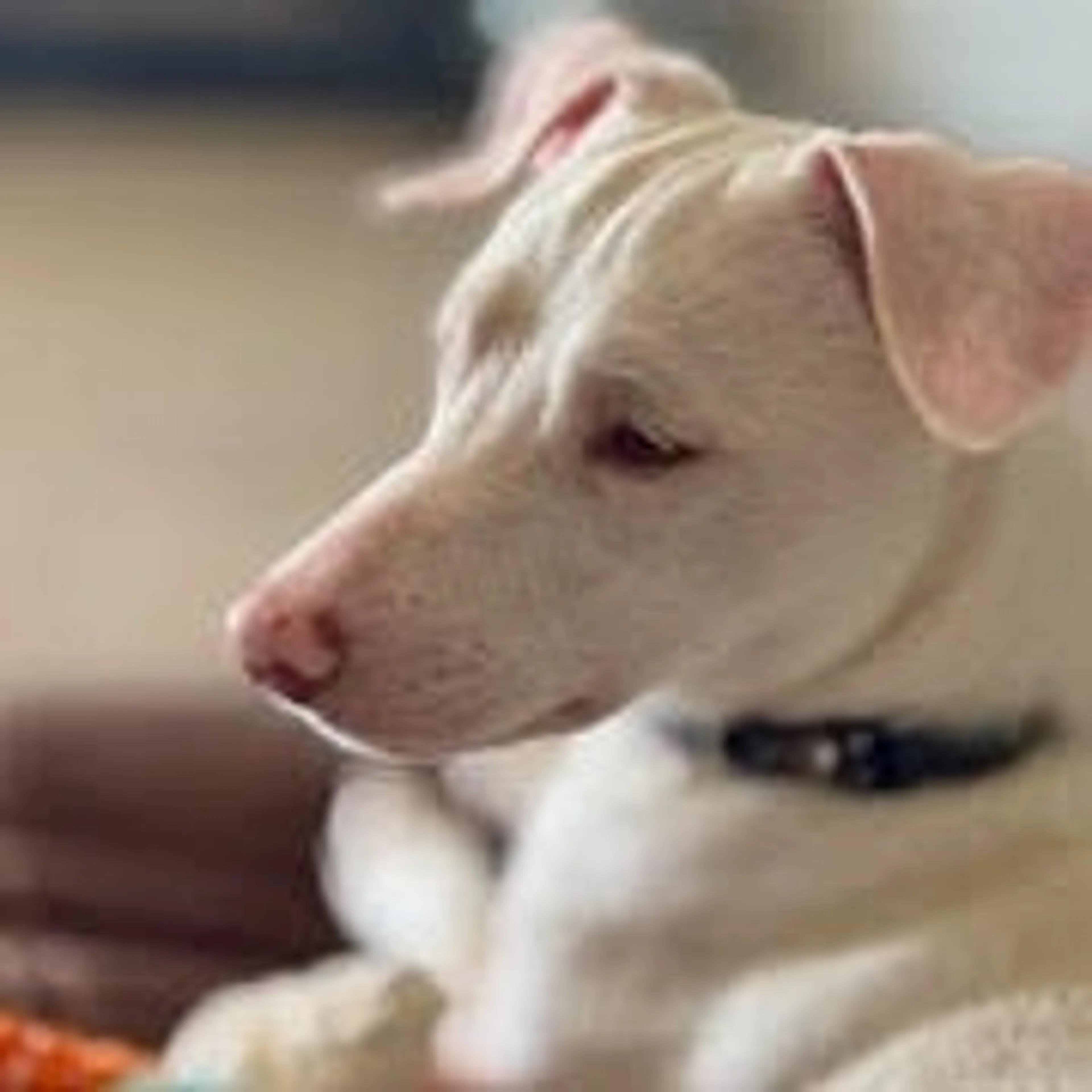 Found pet-1