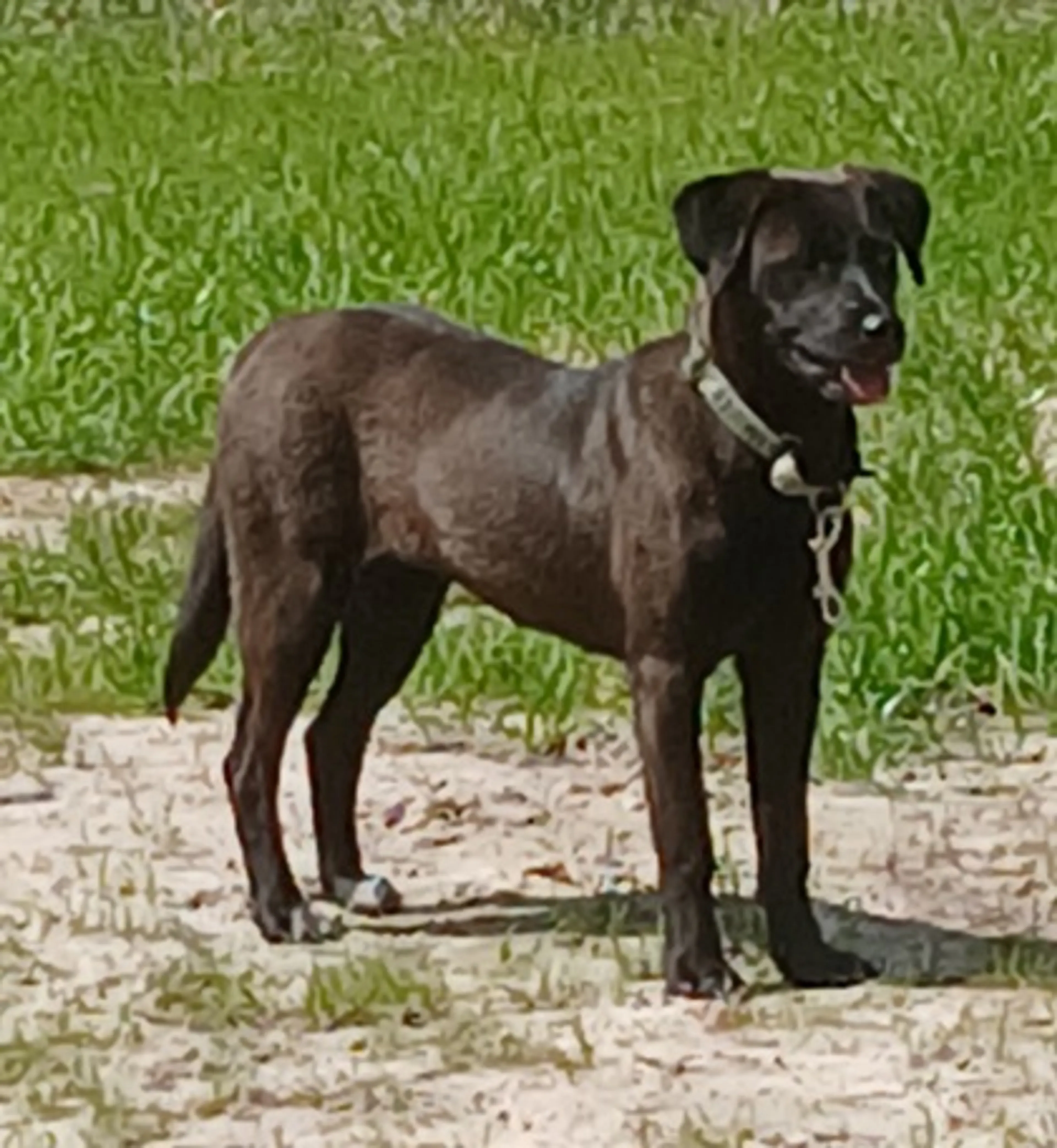 Found pet-2