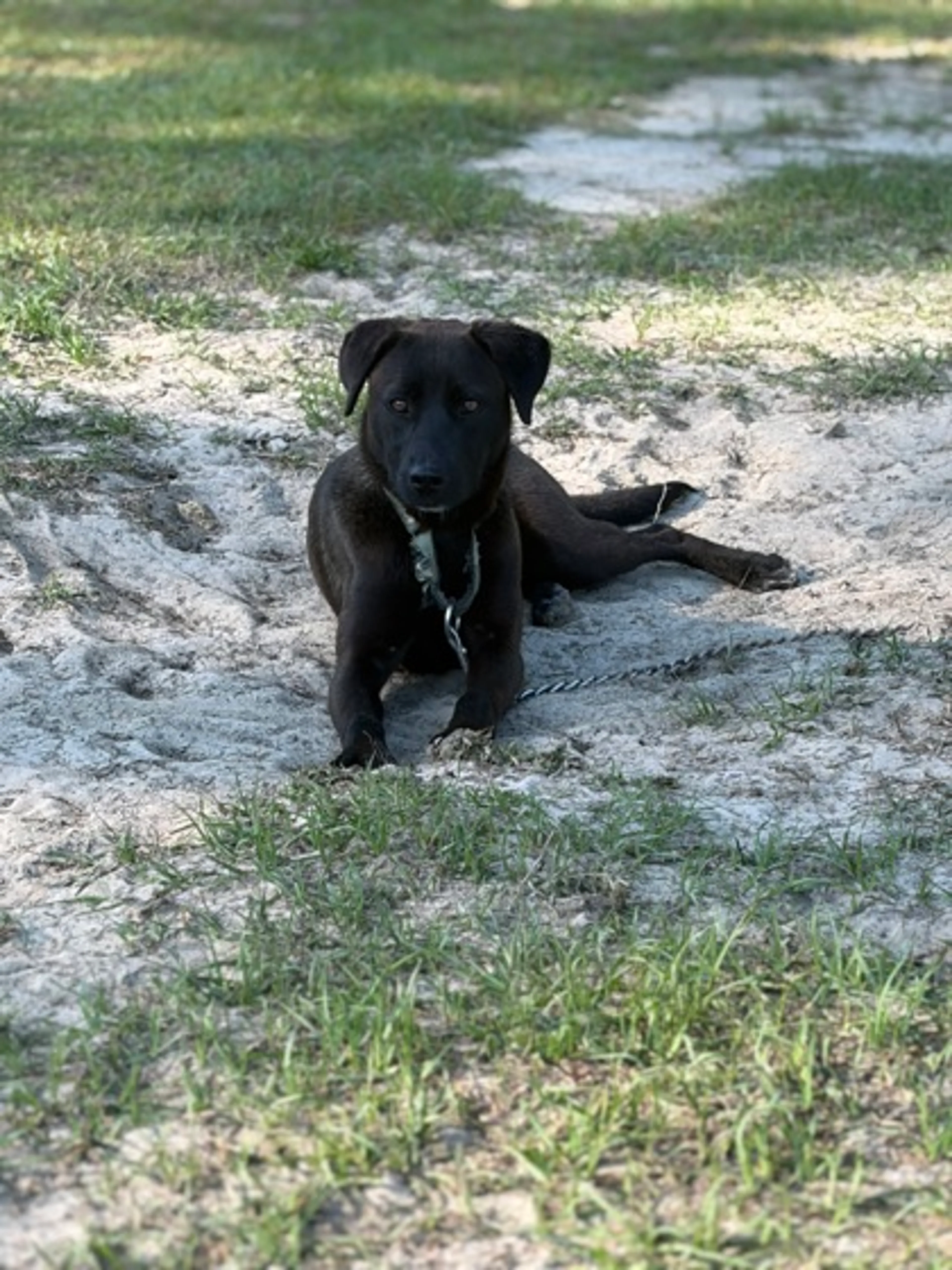 Found pet-1