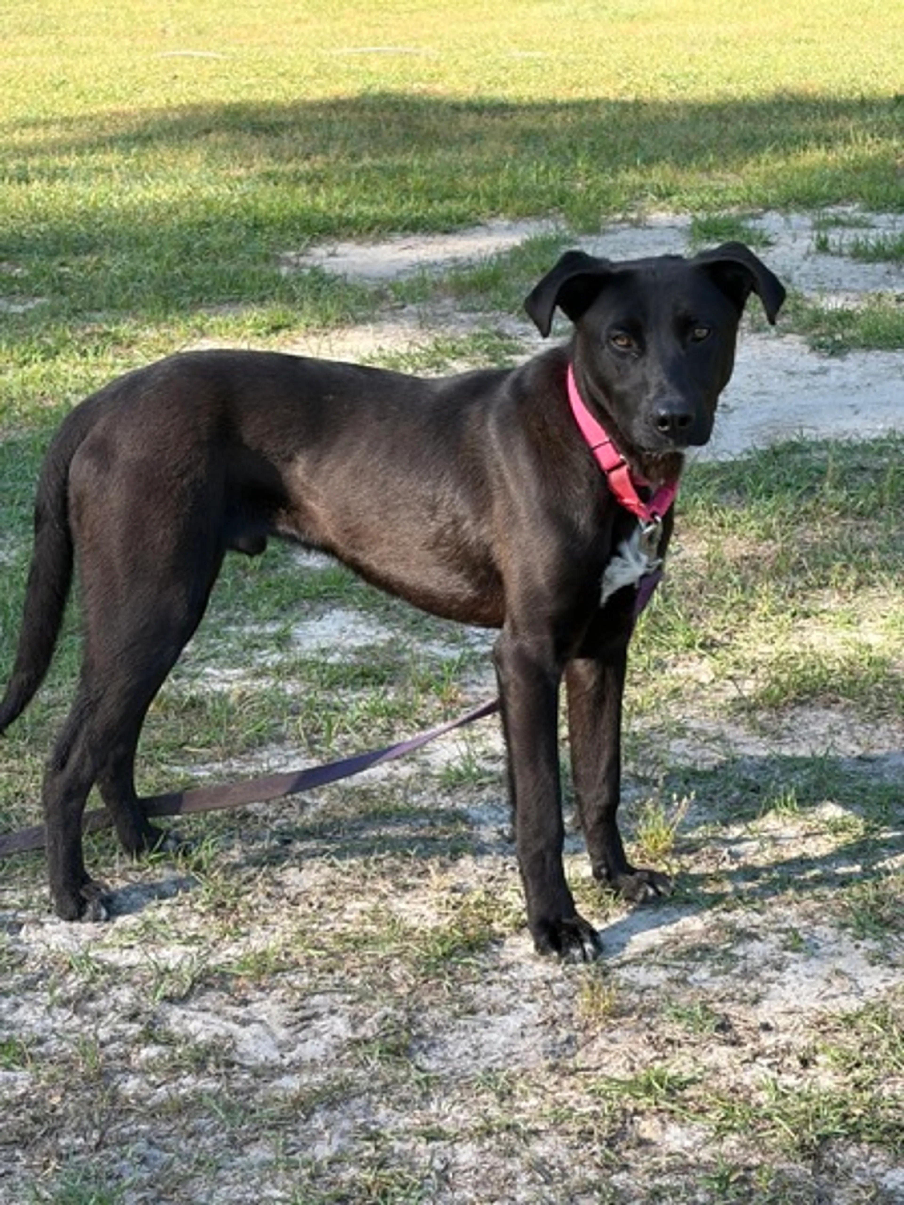 Found pet-1
