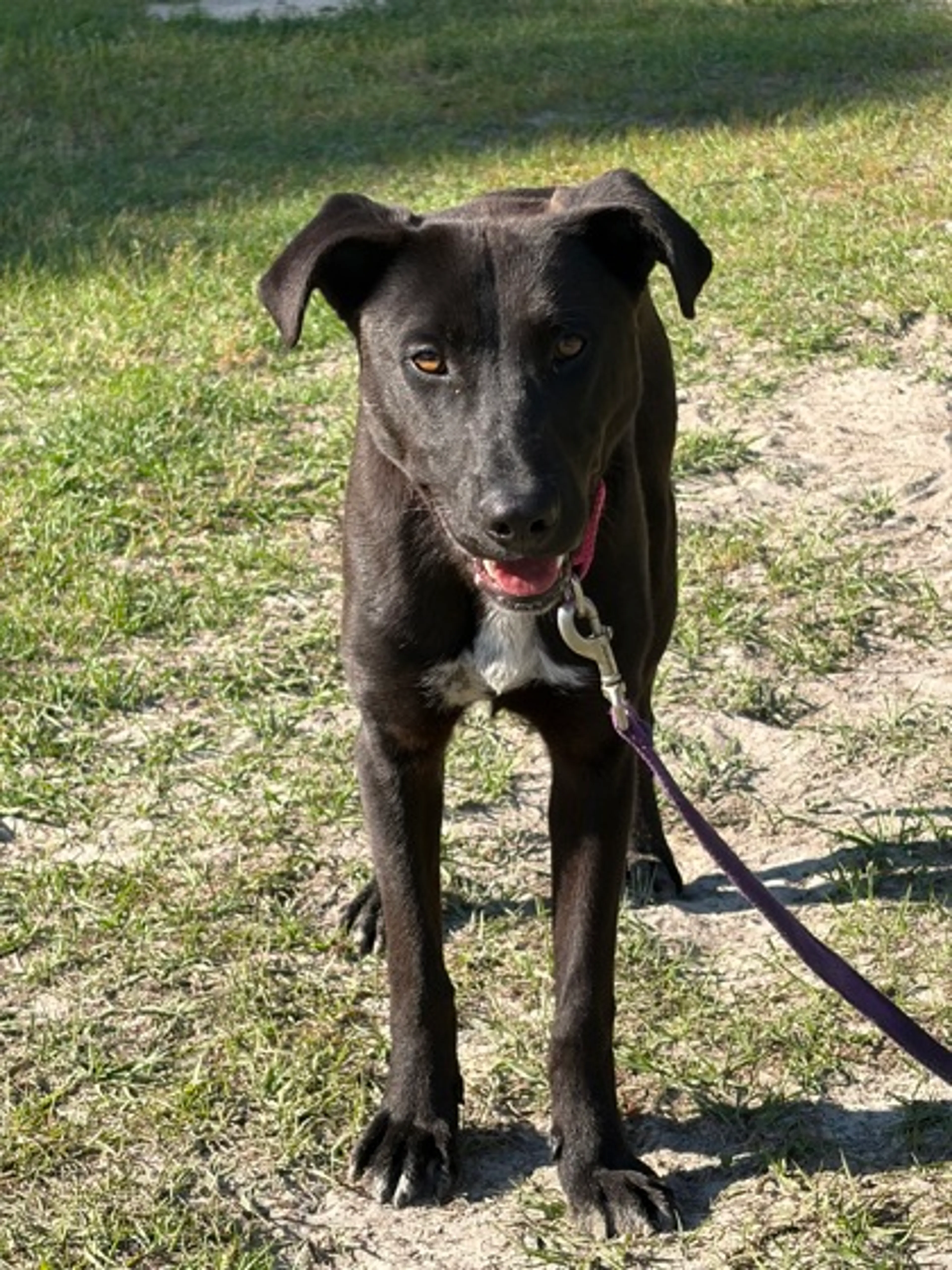 Found pet-2