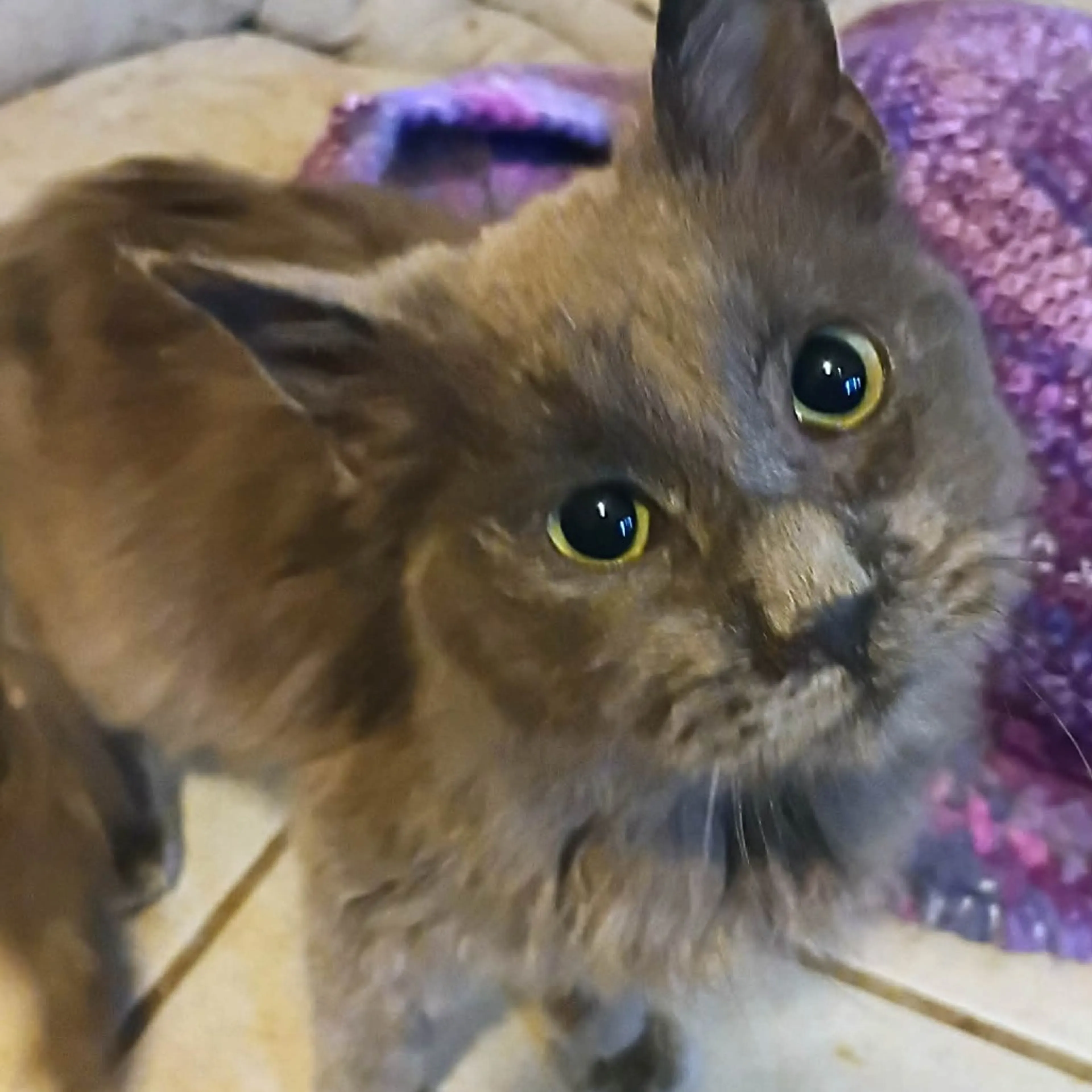 Found pet-0