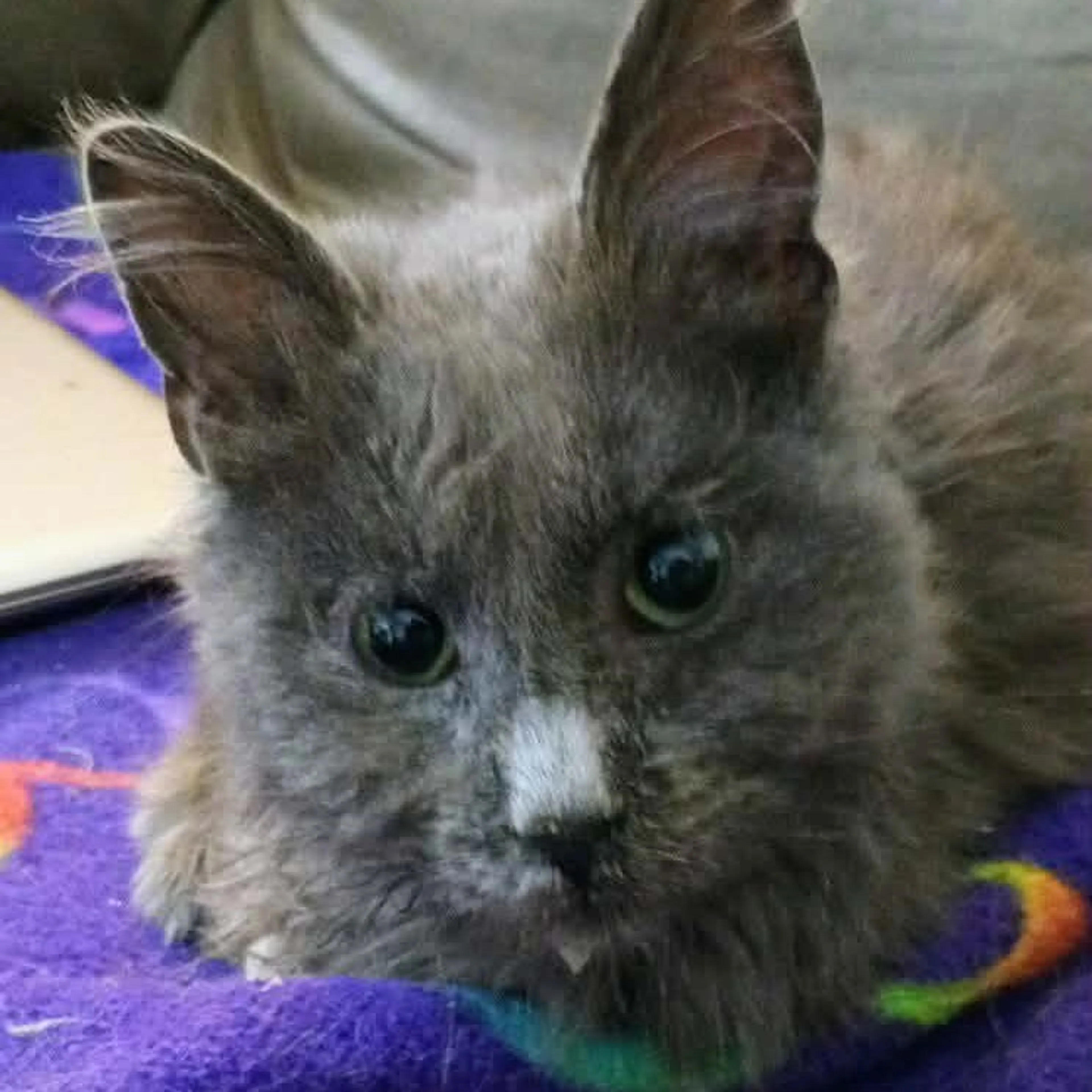 Found pet-1
