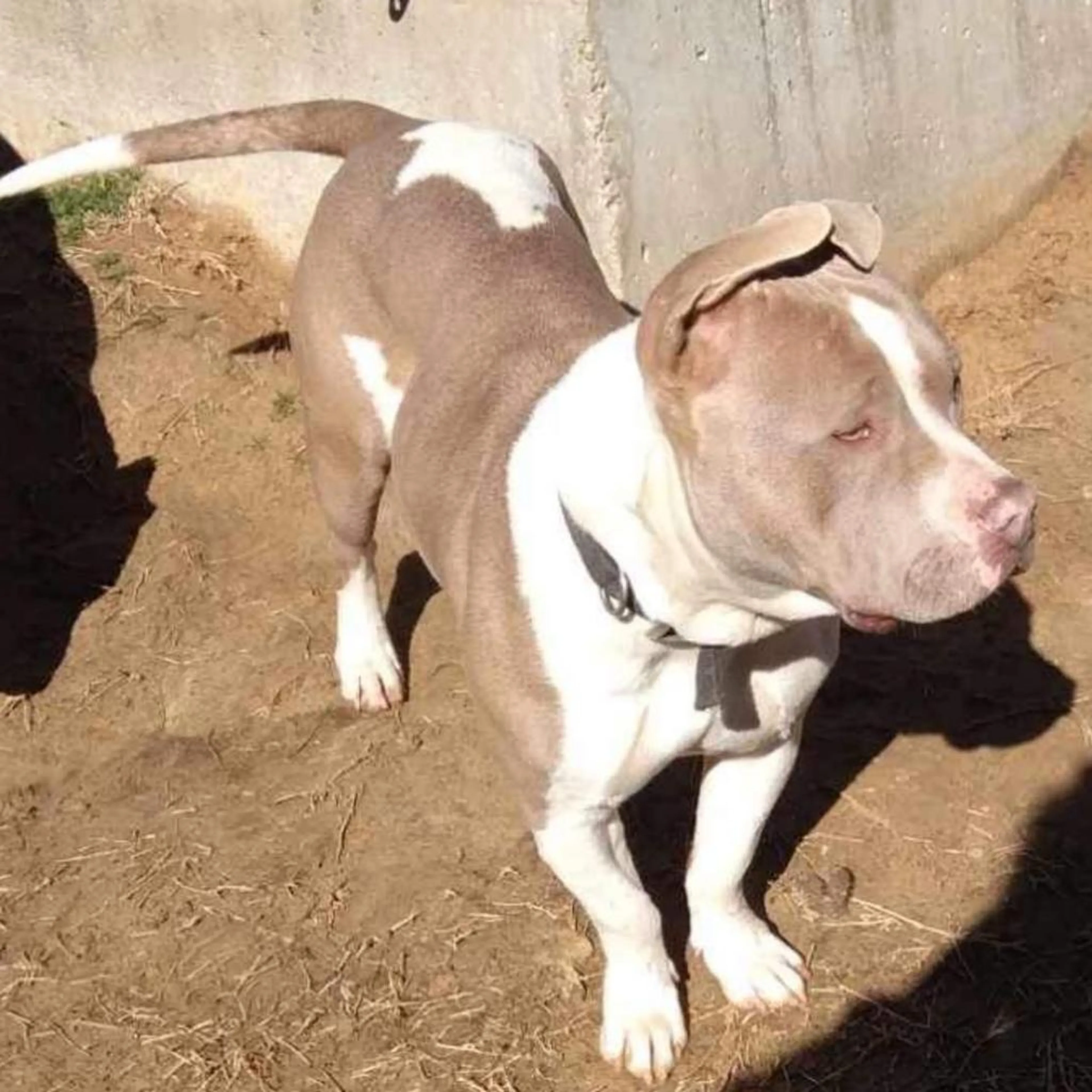 Found pet-1