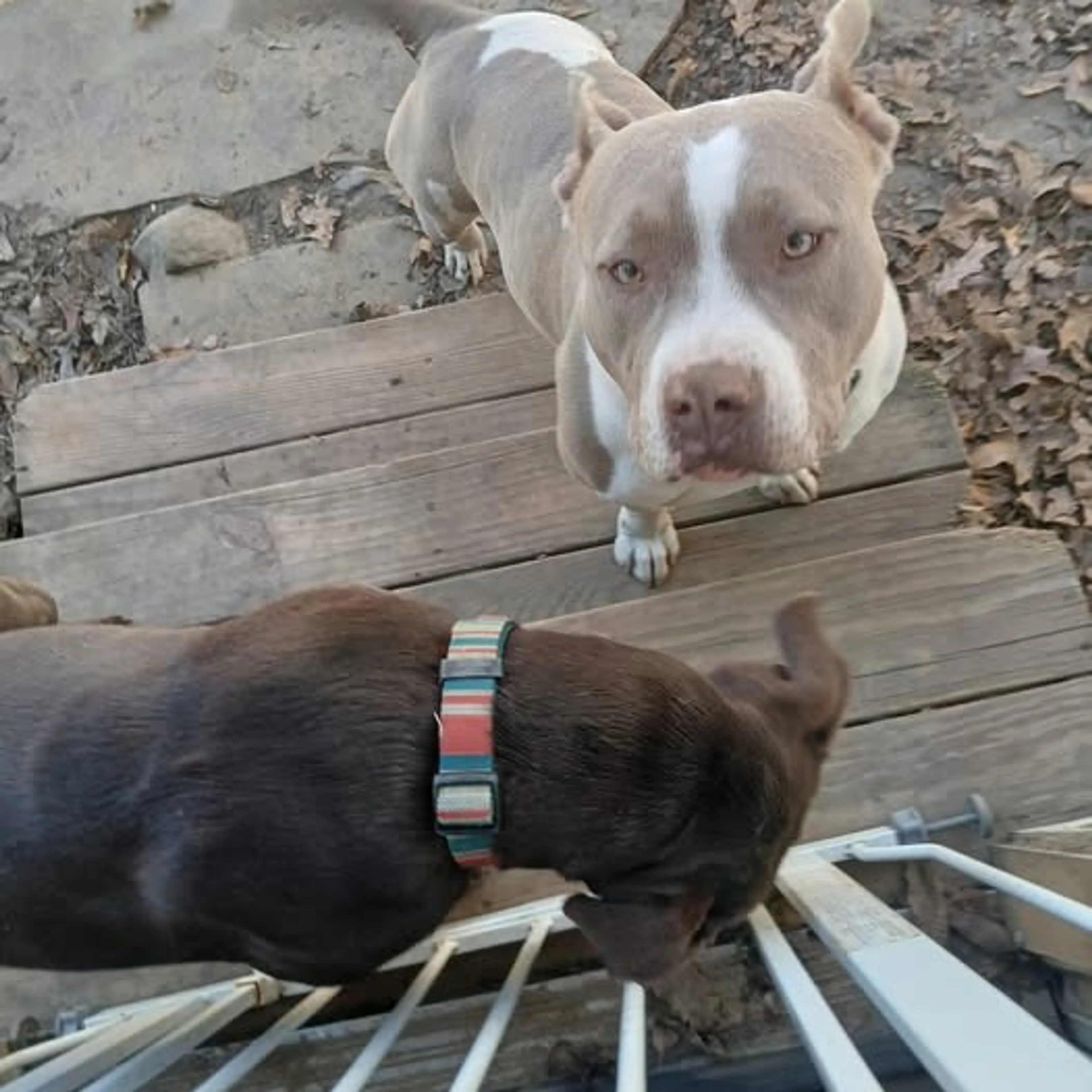 Found pet-2