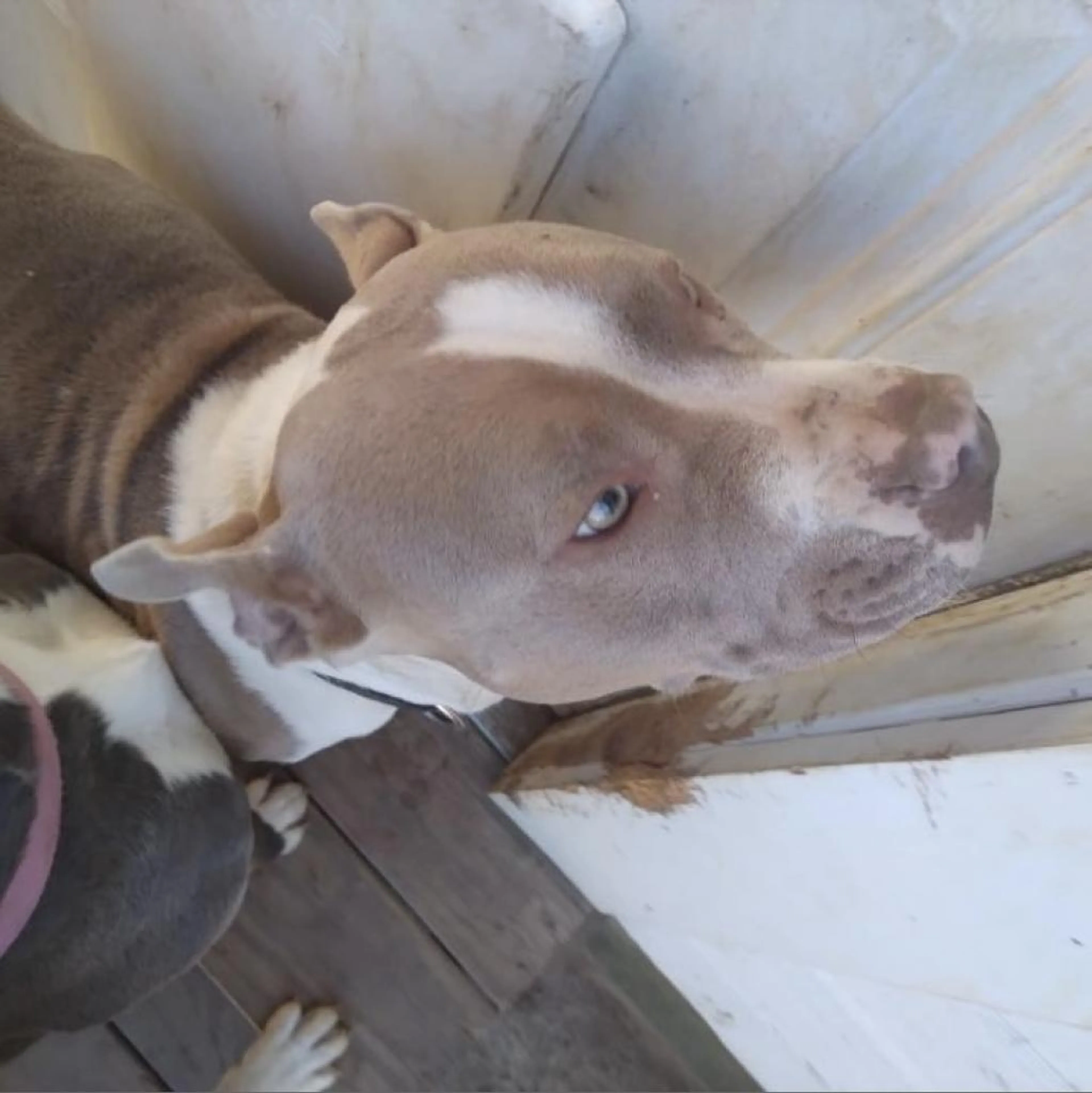 Found pet-4