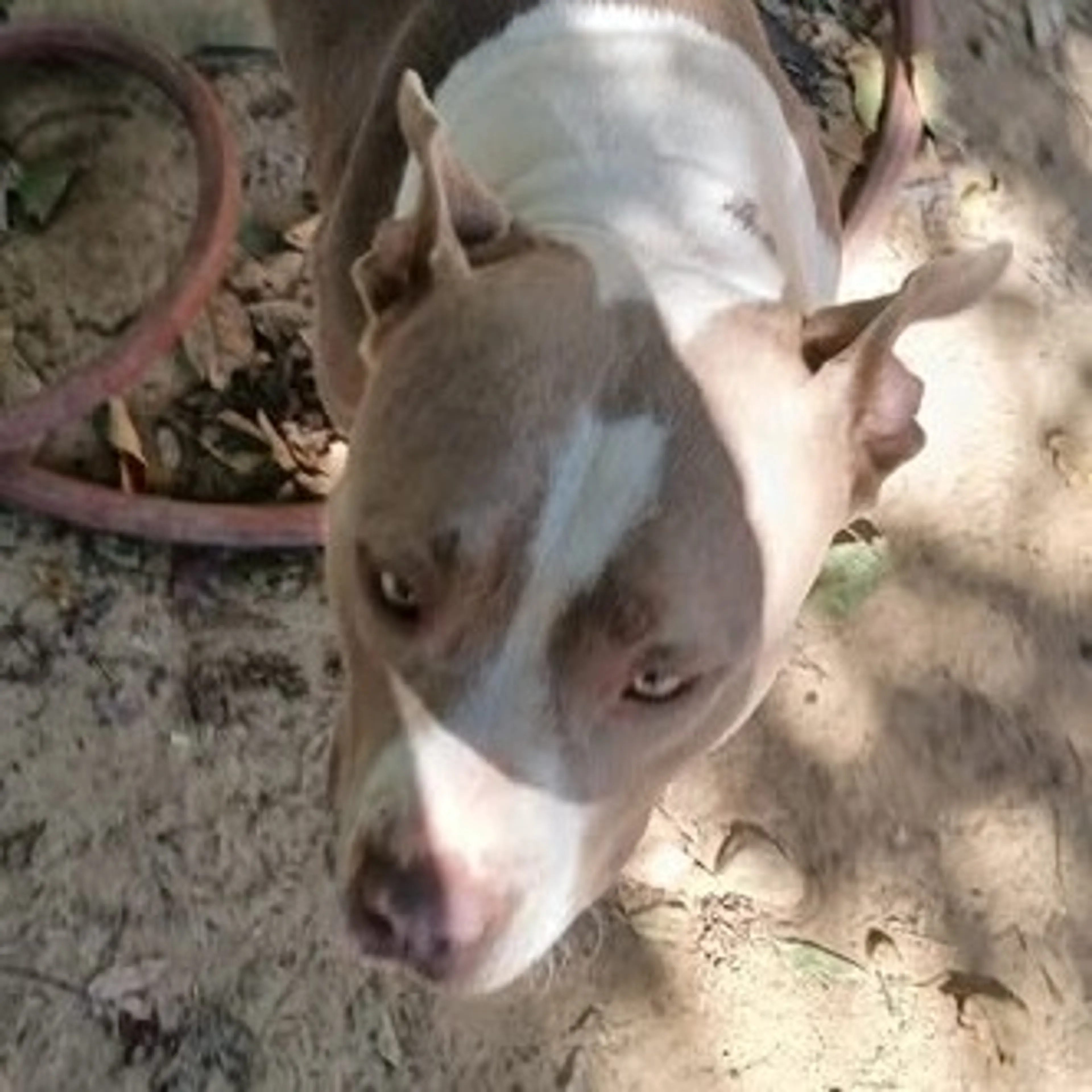 Found pet-5