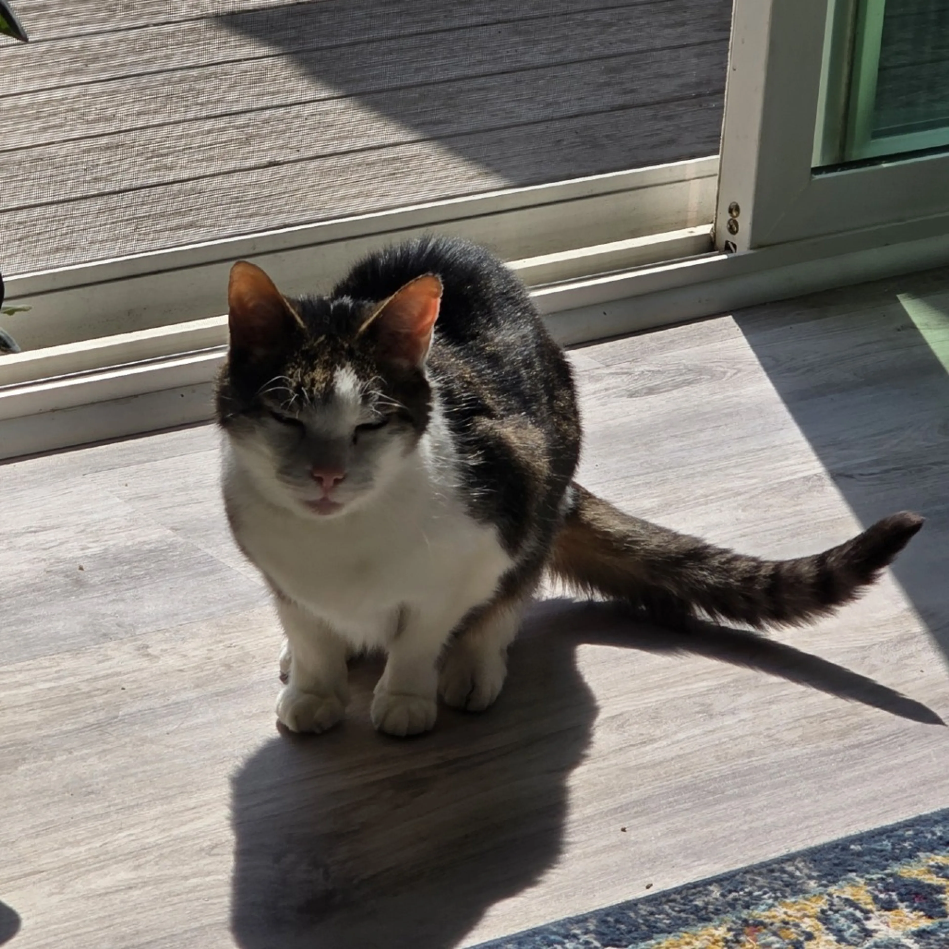 Found pet-0