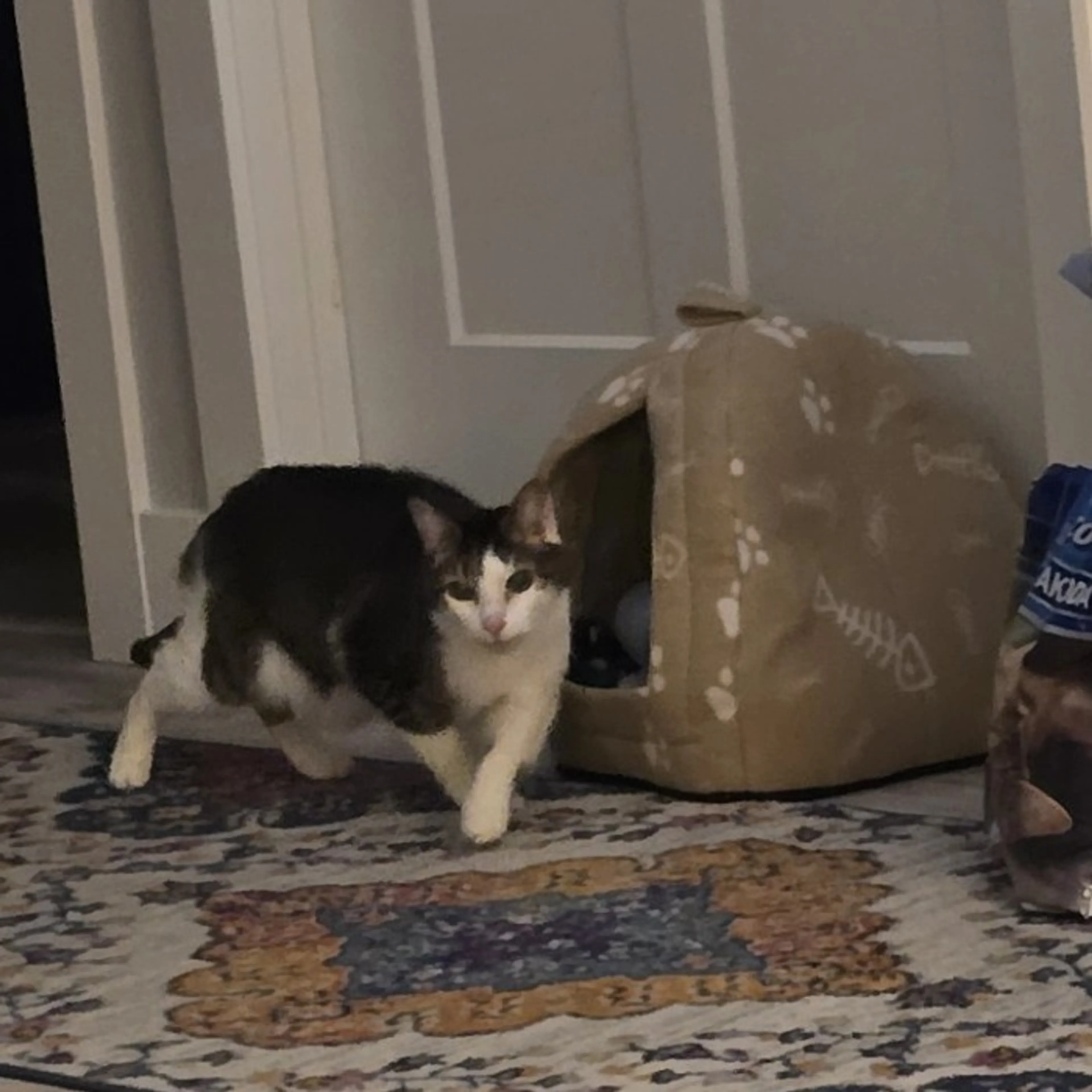 Found pet-3