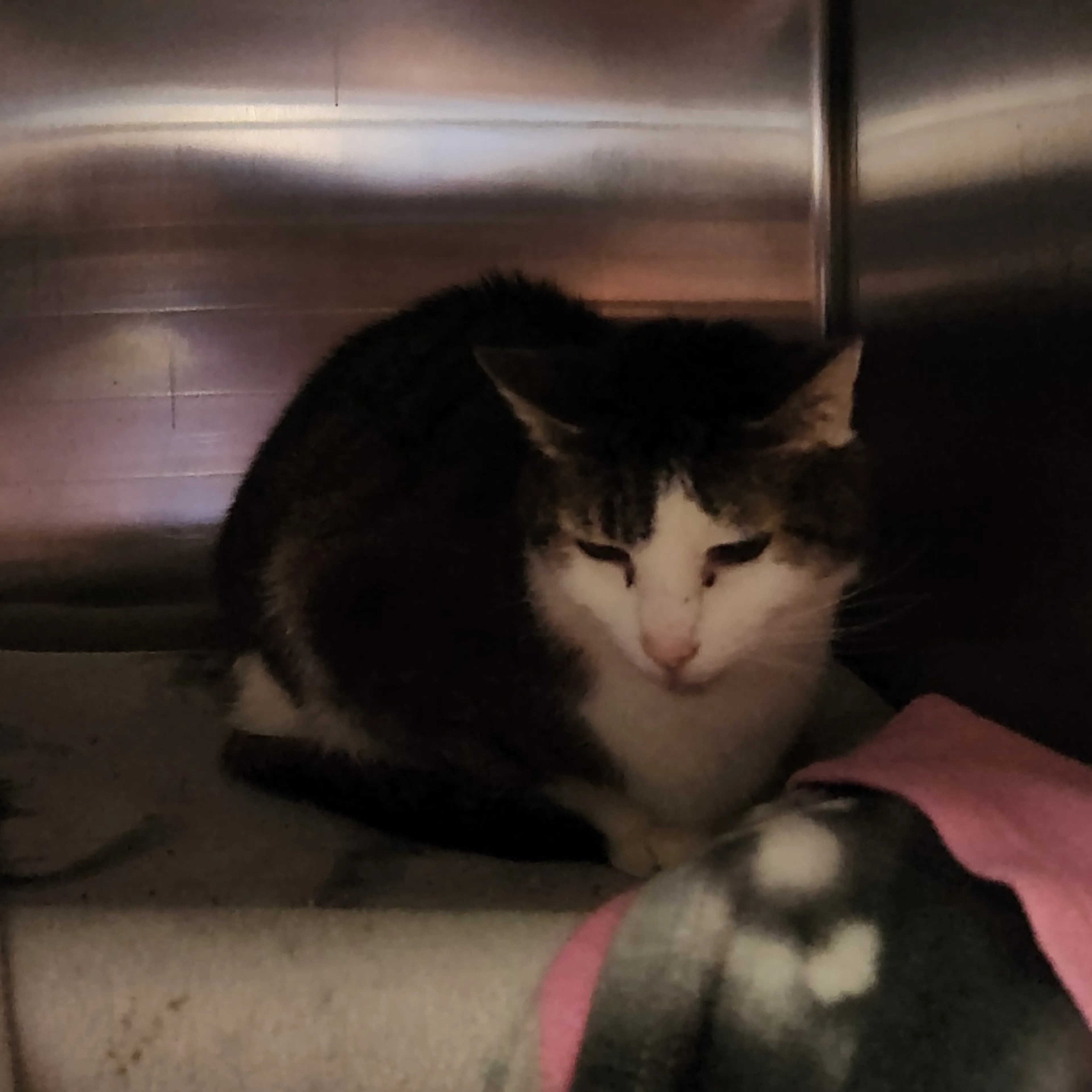Found pet-1