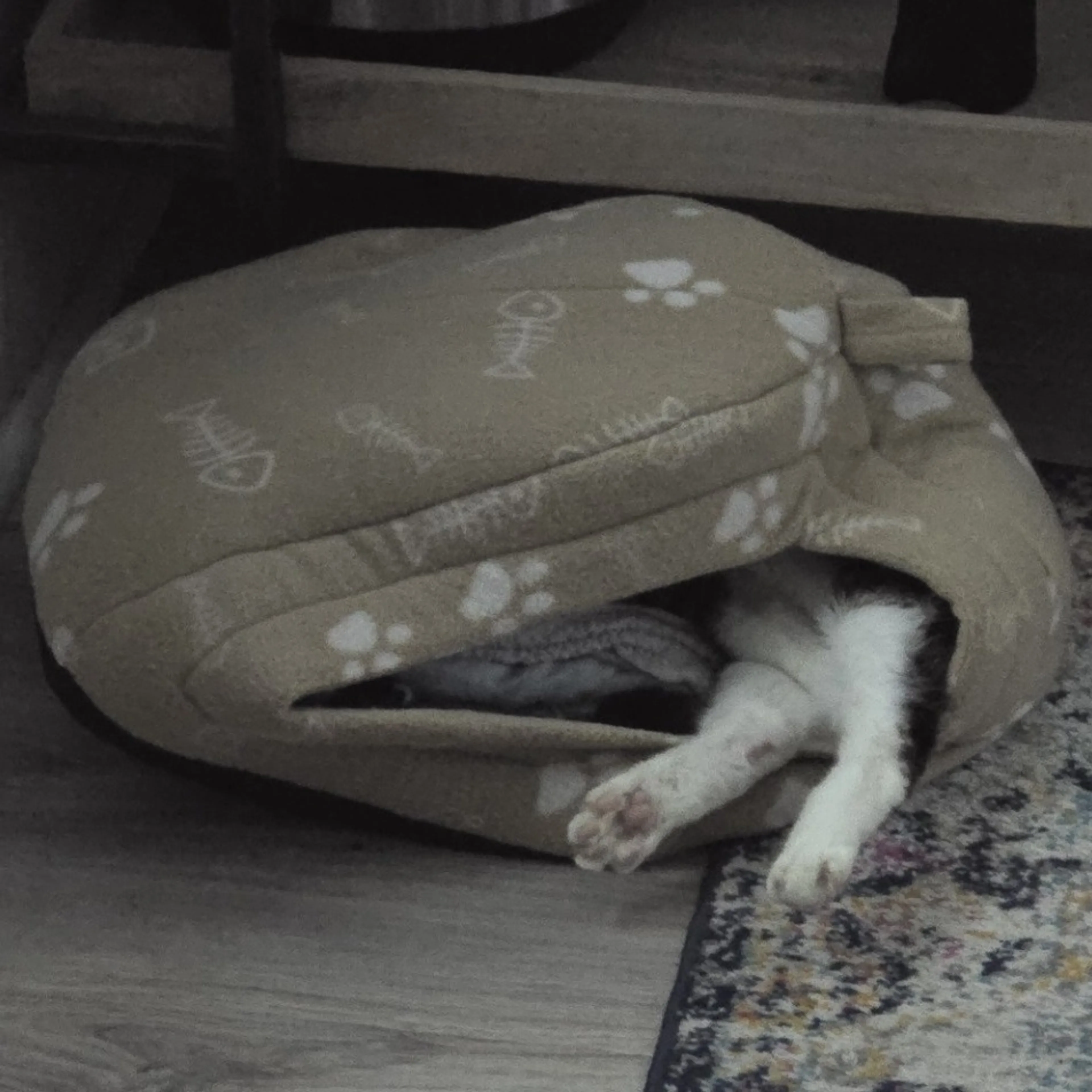 Found pet-8