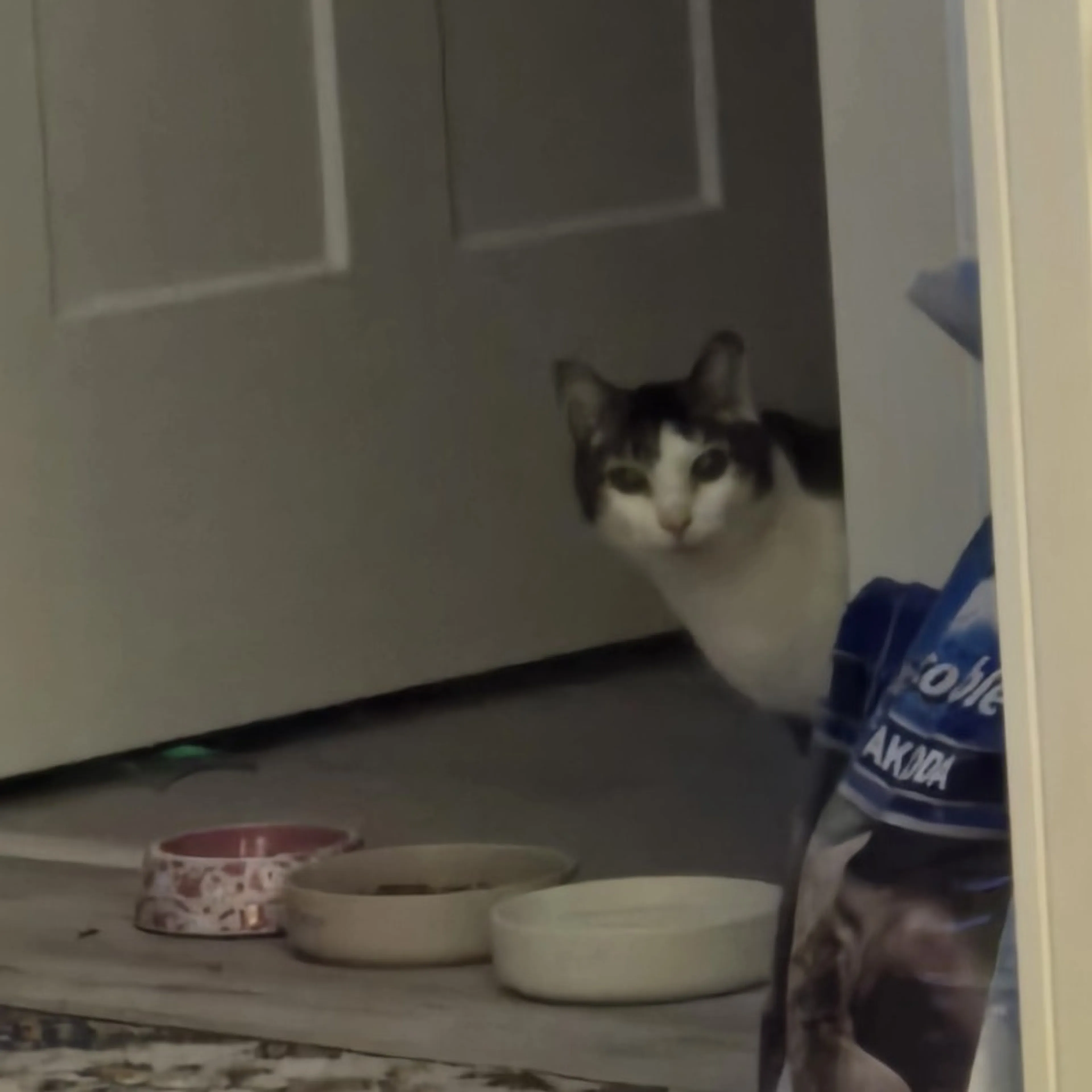 Found pet-2