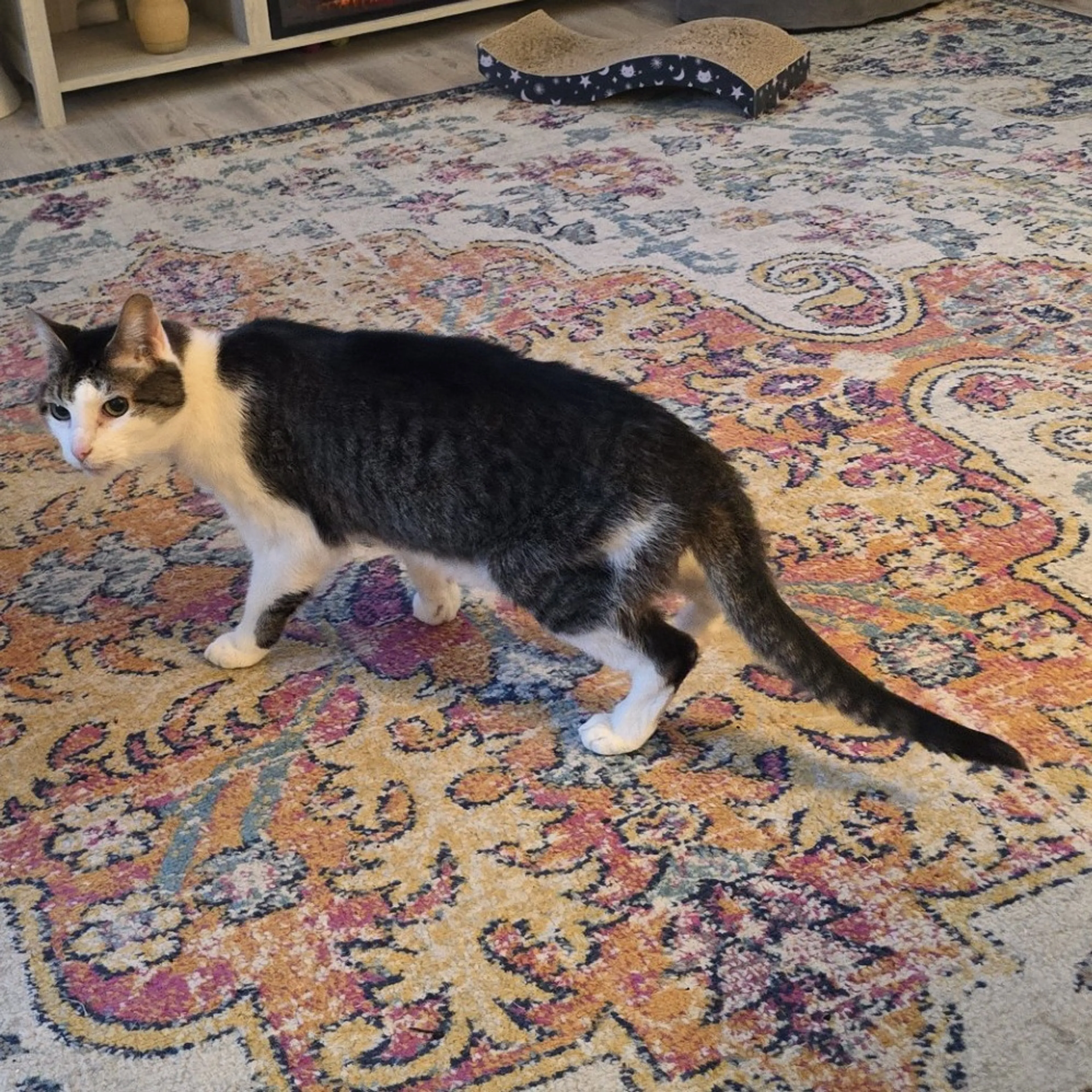 Found pet-4