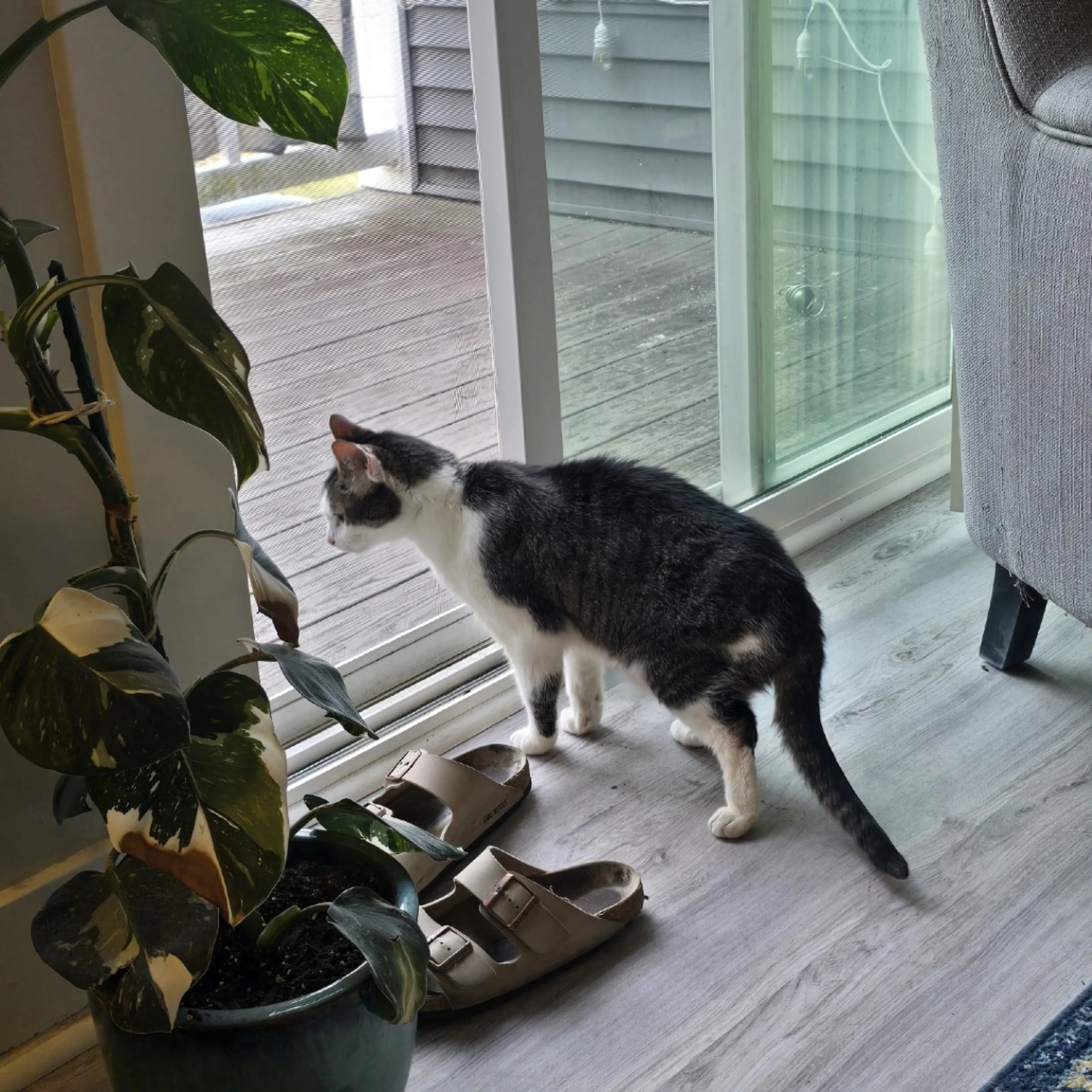 Found pet-6