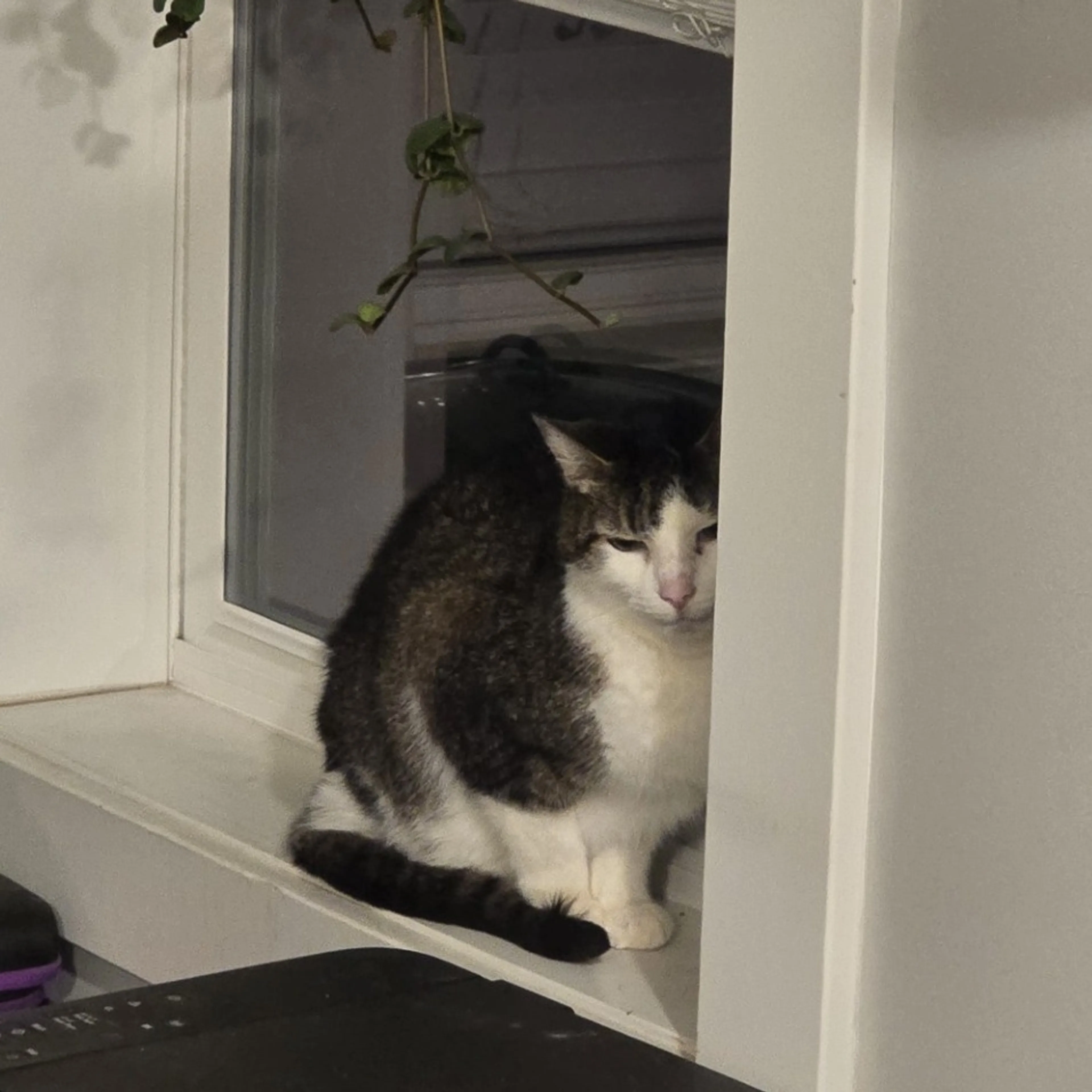 Found pet-5