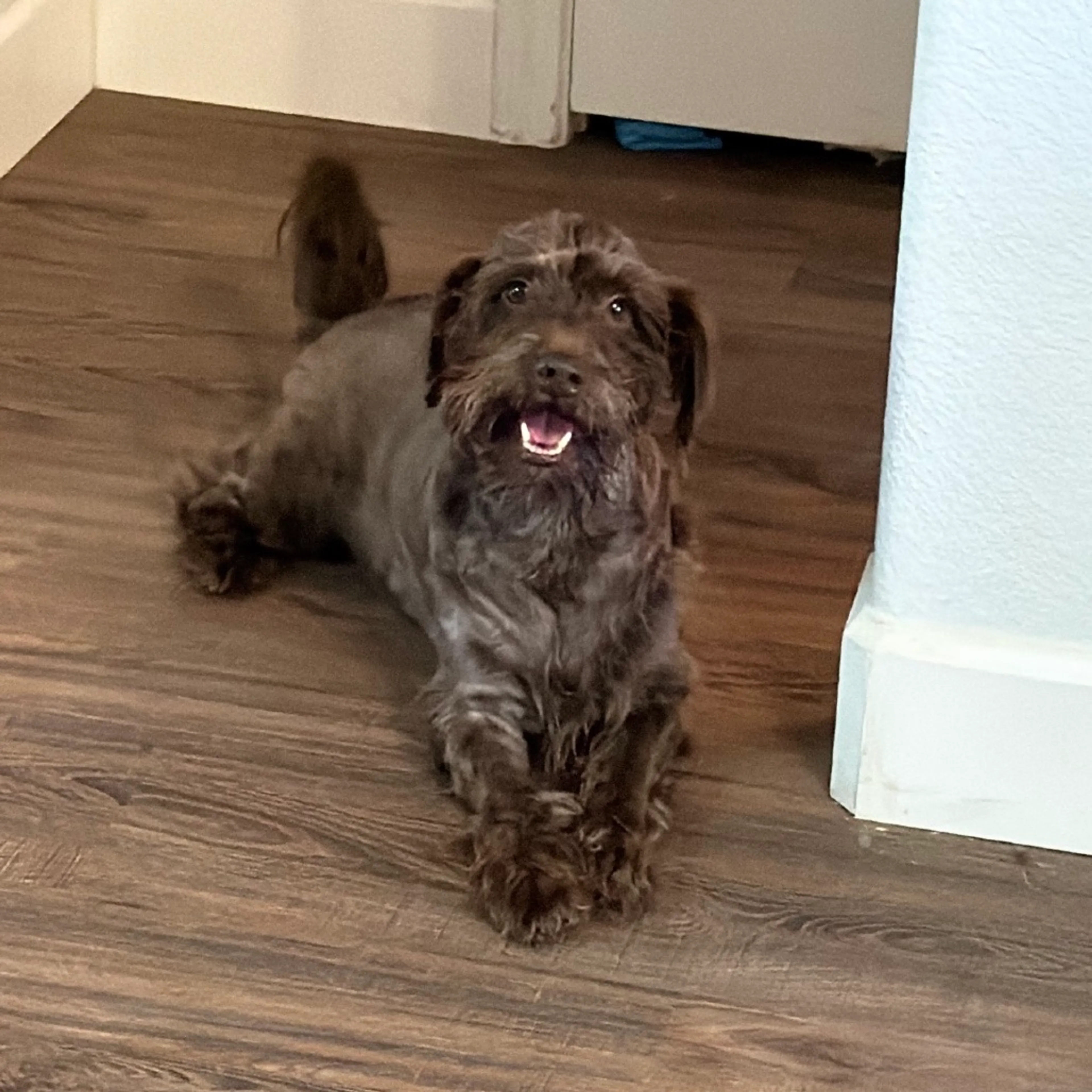 Found pet-0