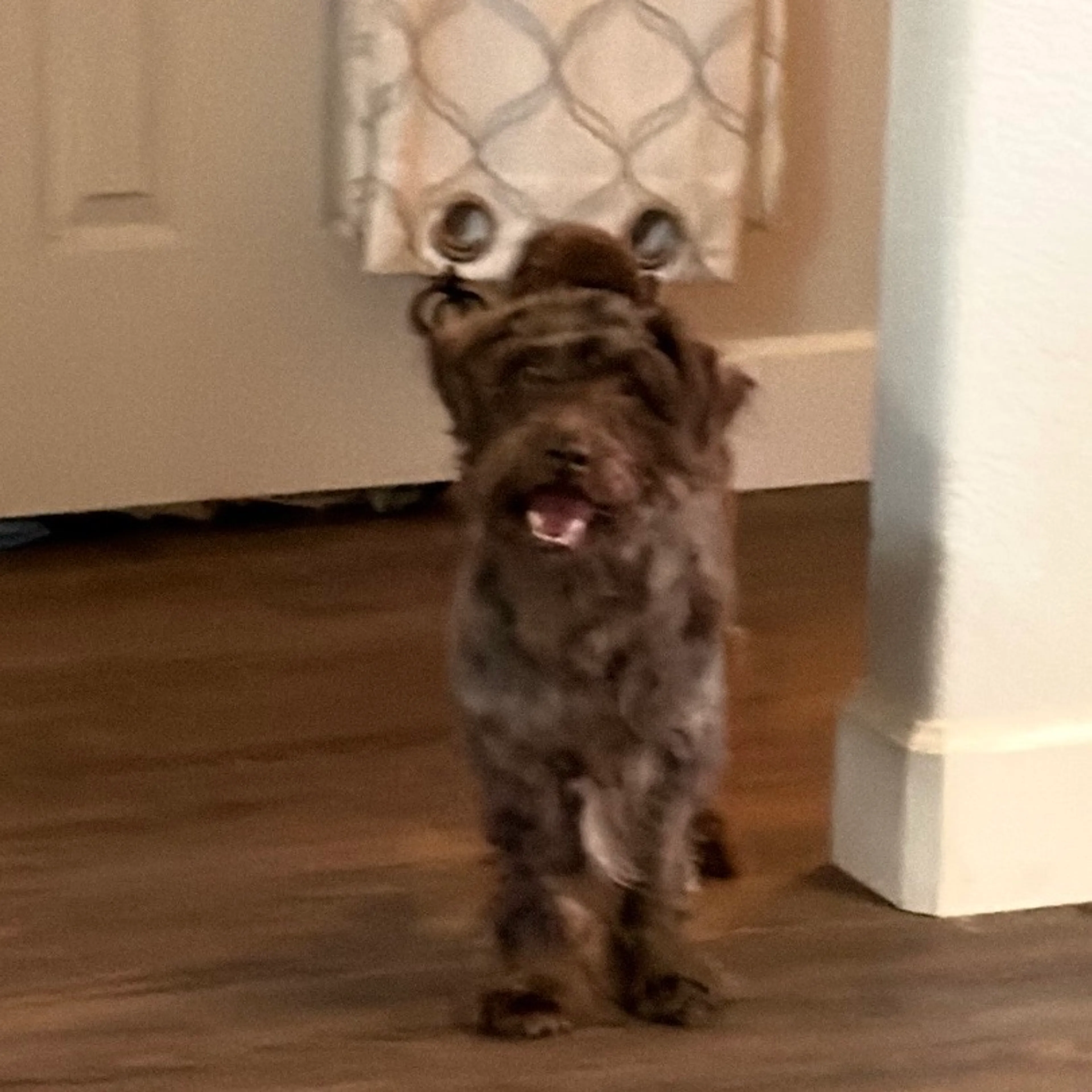 Found pet-2
