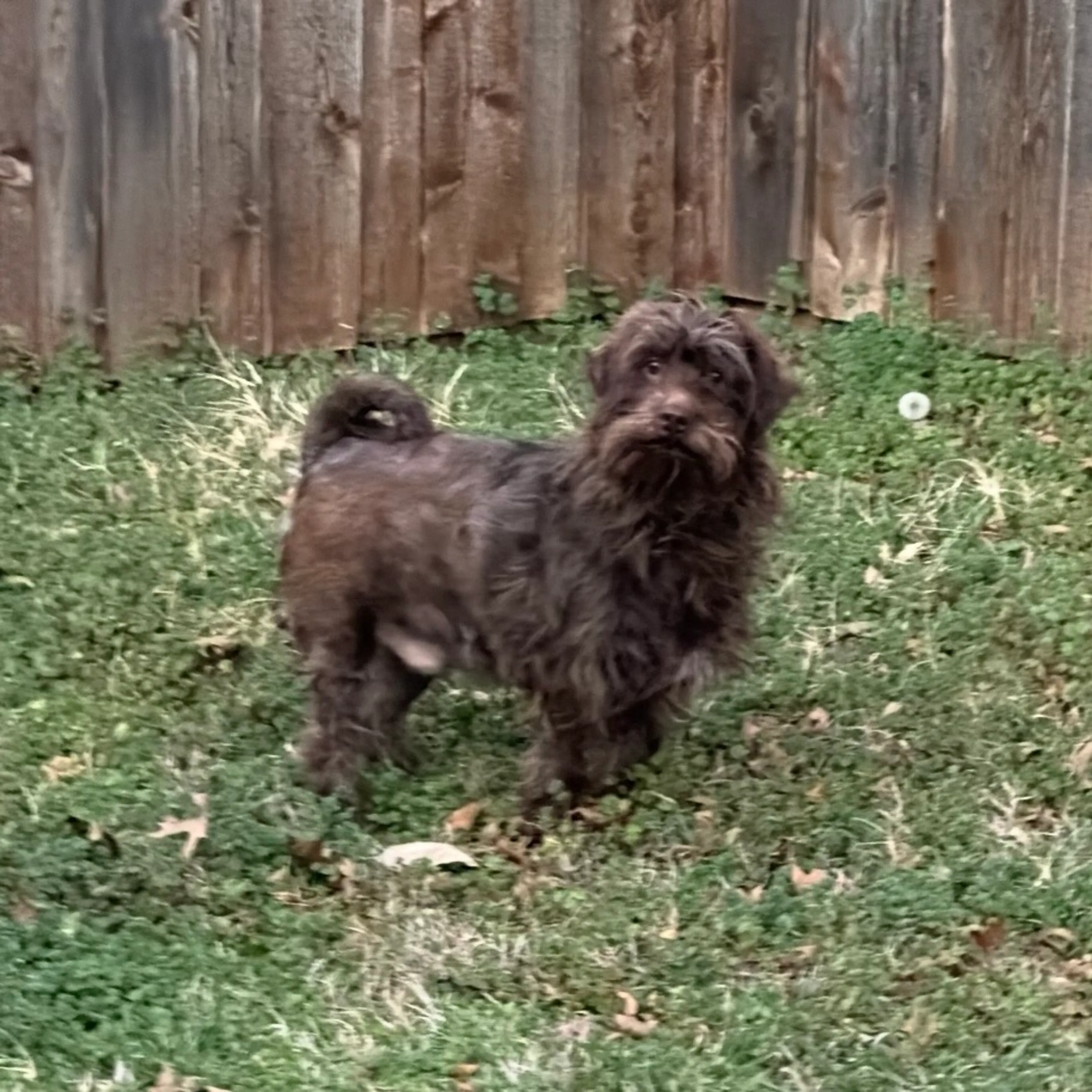 Found pet-3