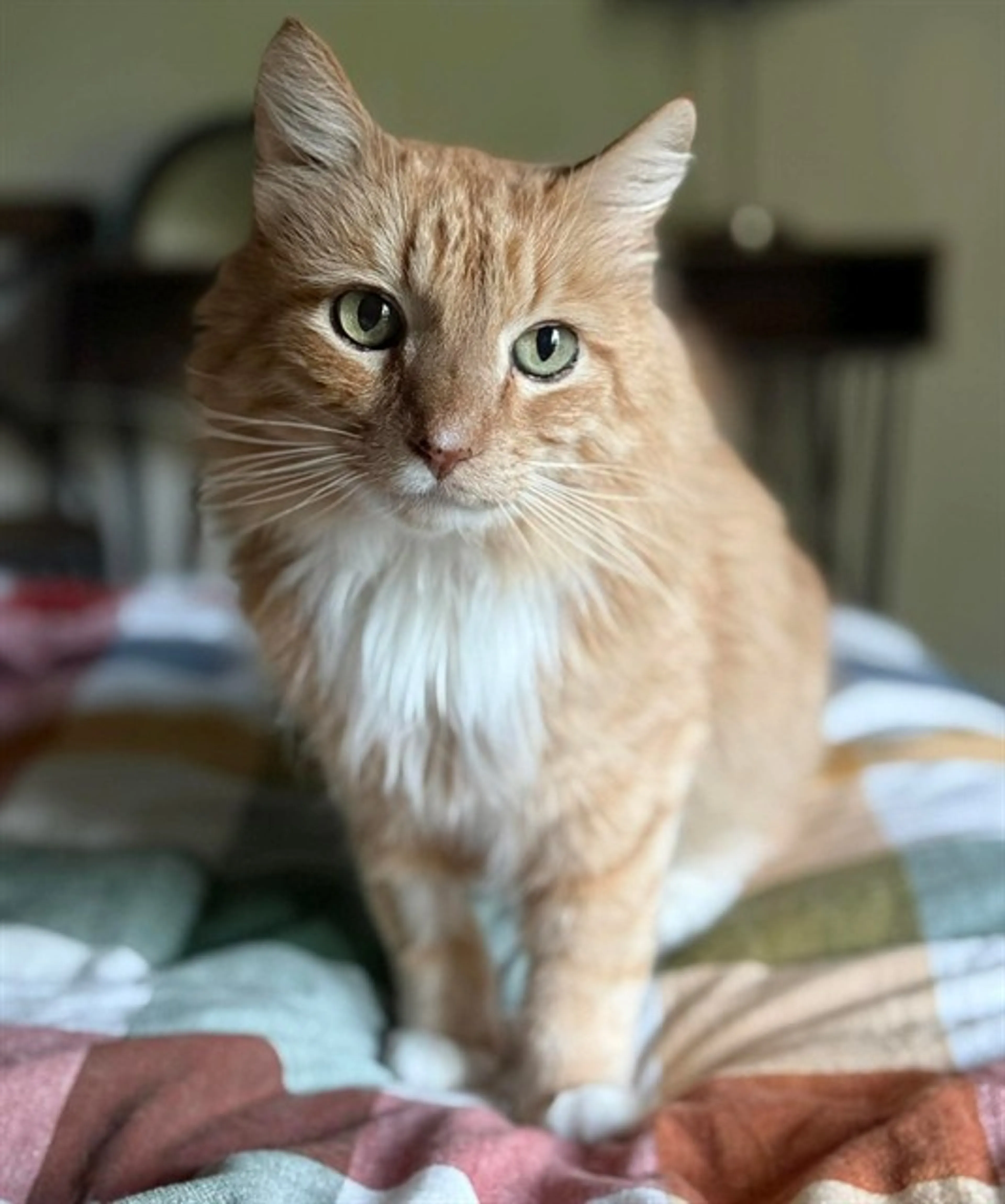 Found pet