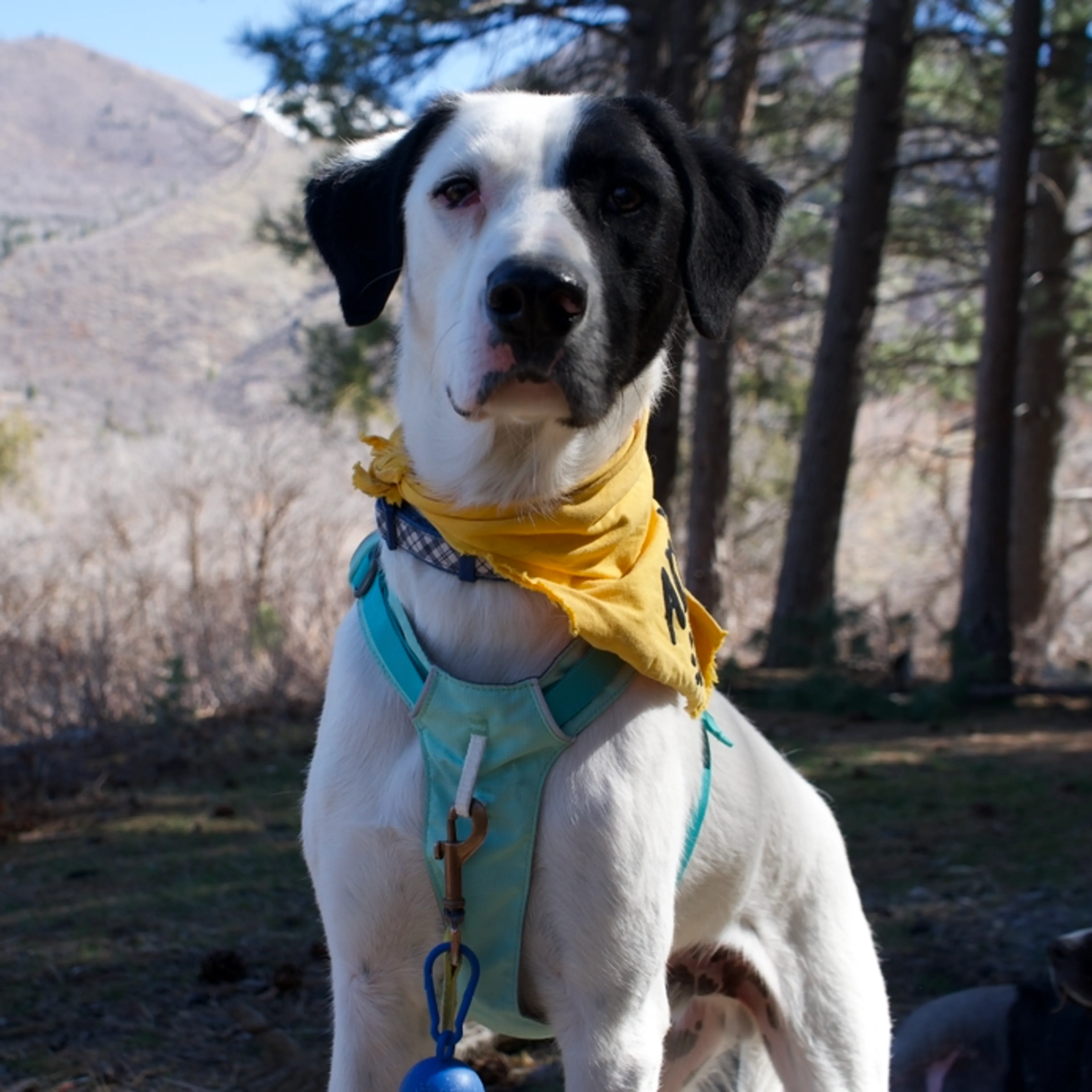 Found pet-11