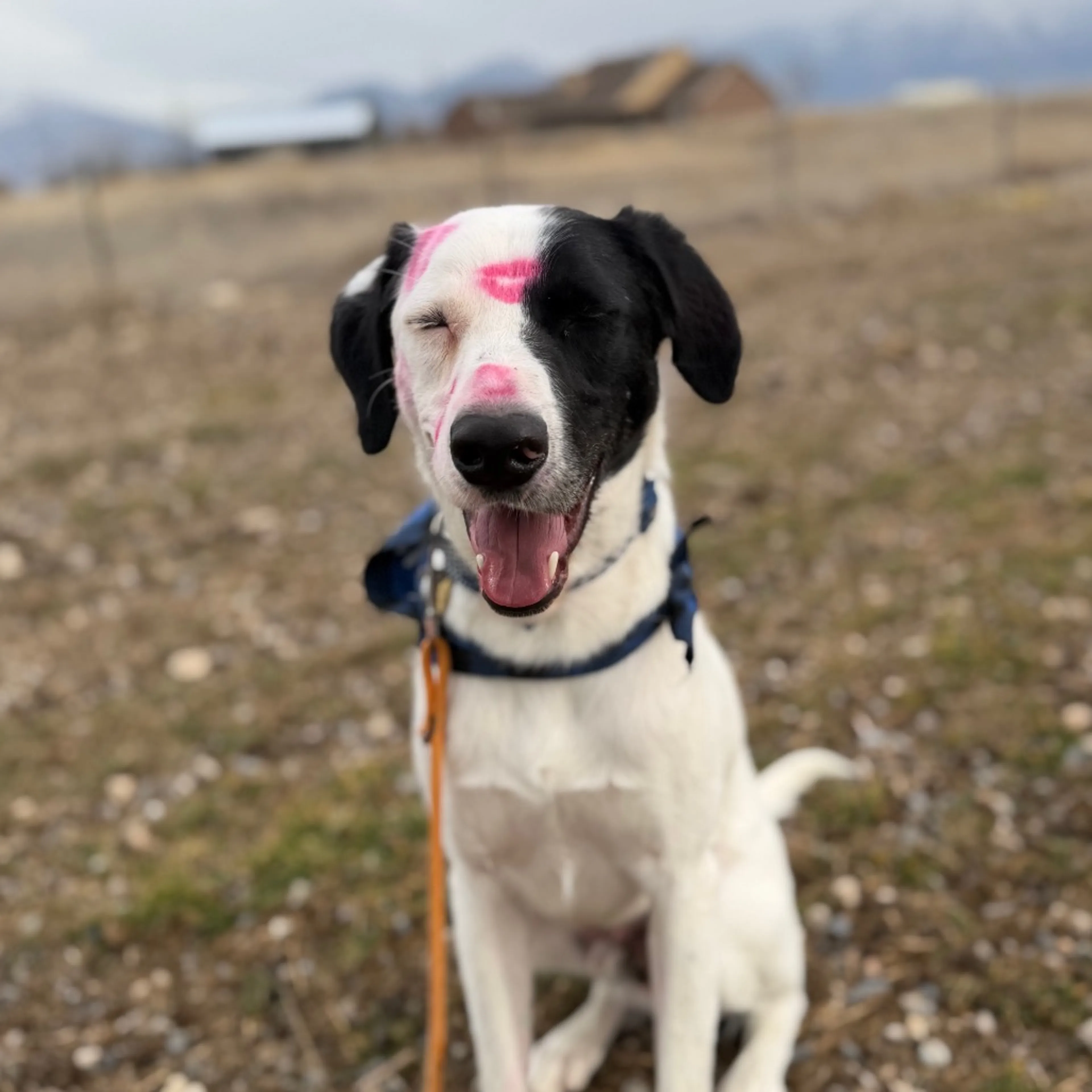 Found pet-4