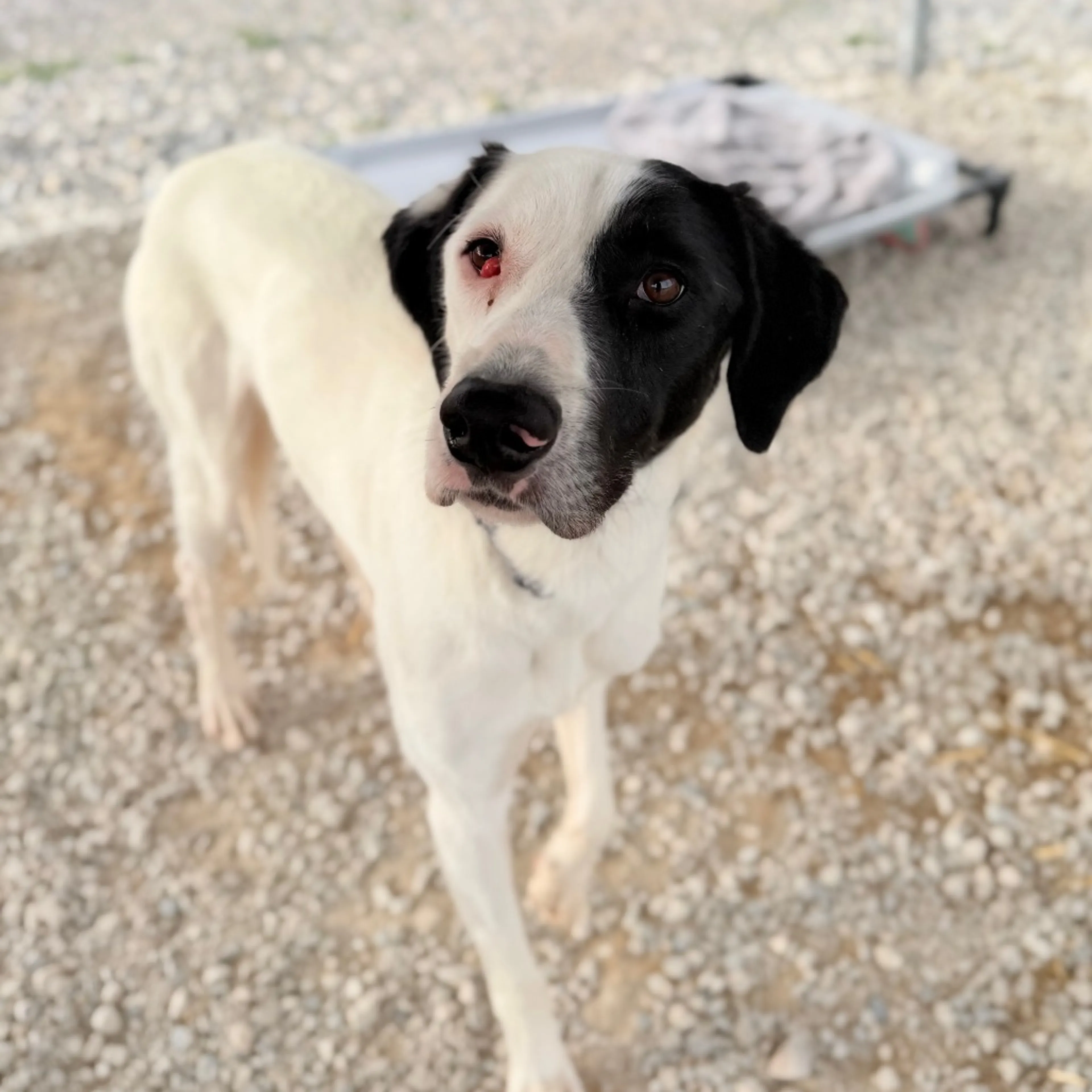 Found pet-2