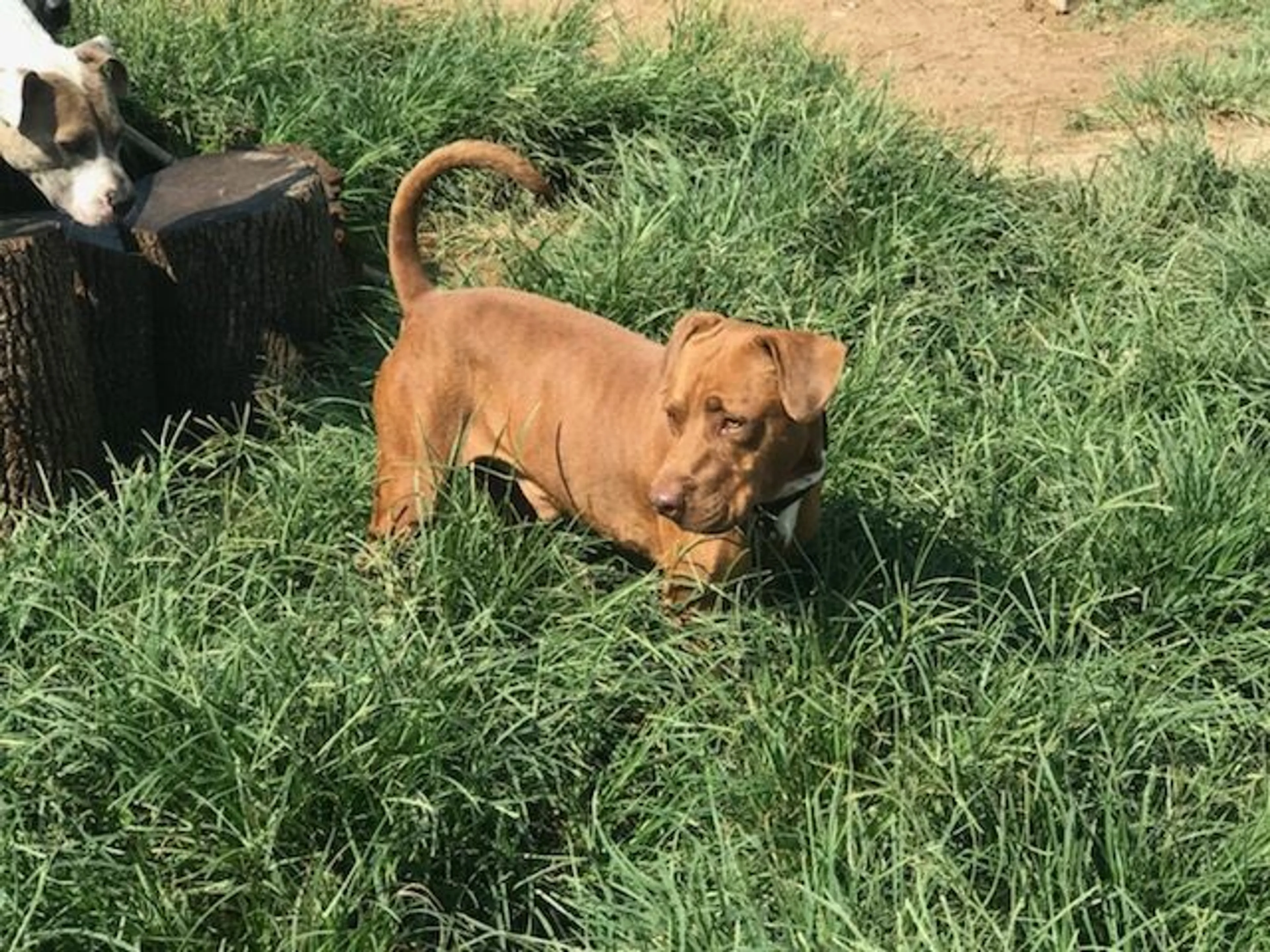 Found pet-1