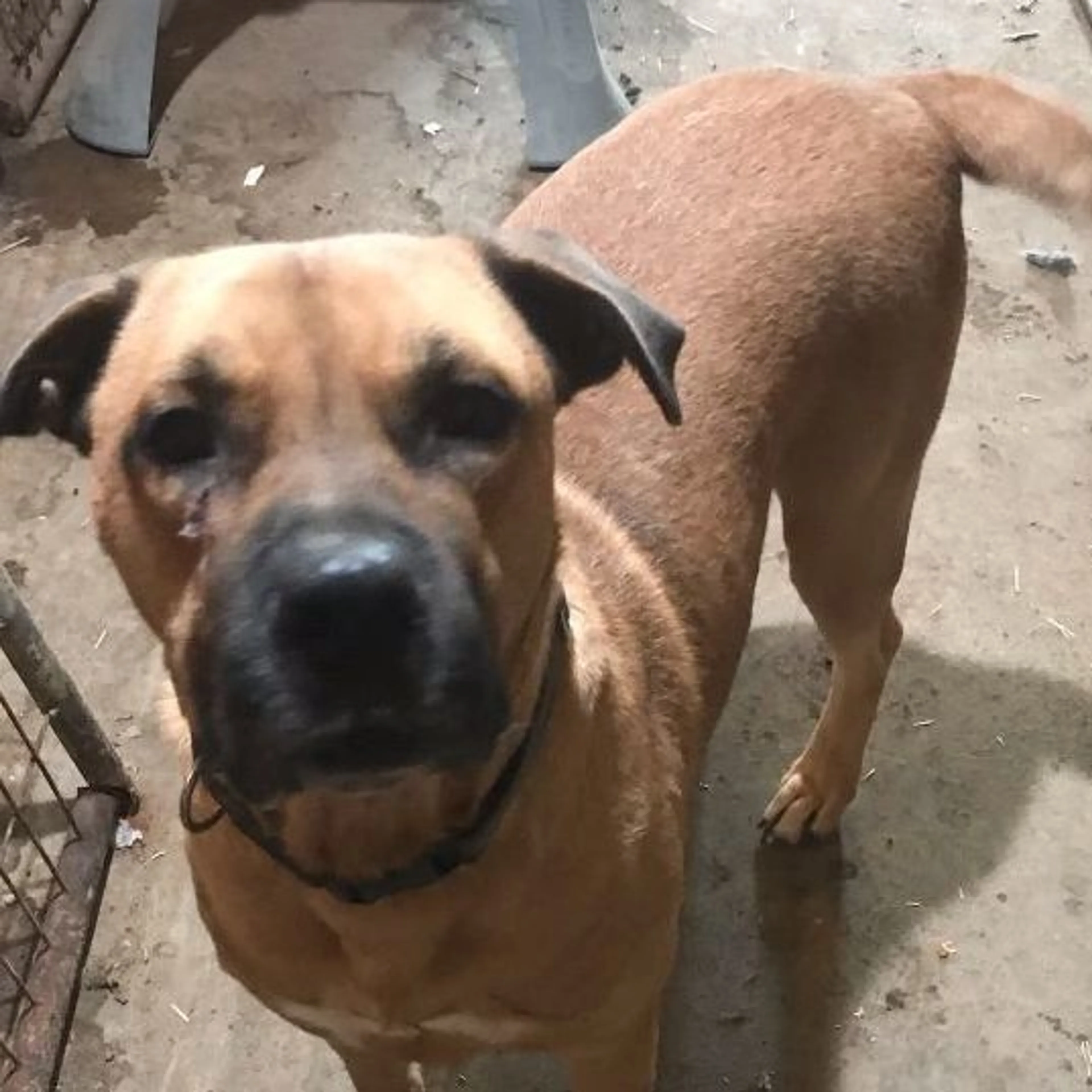 Found pet