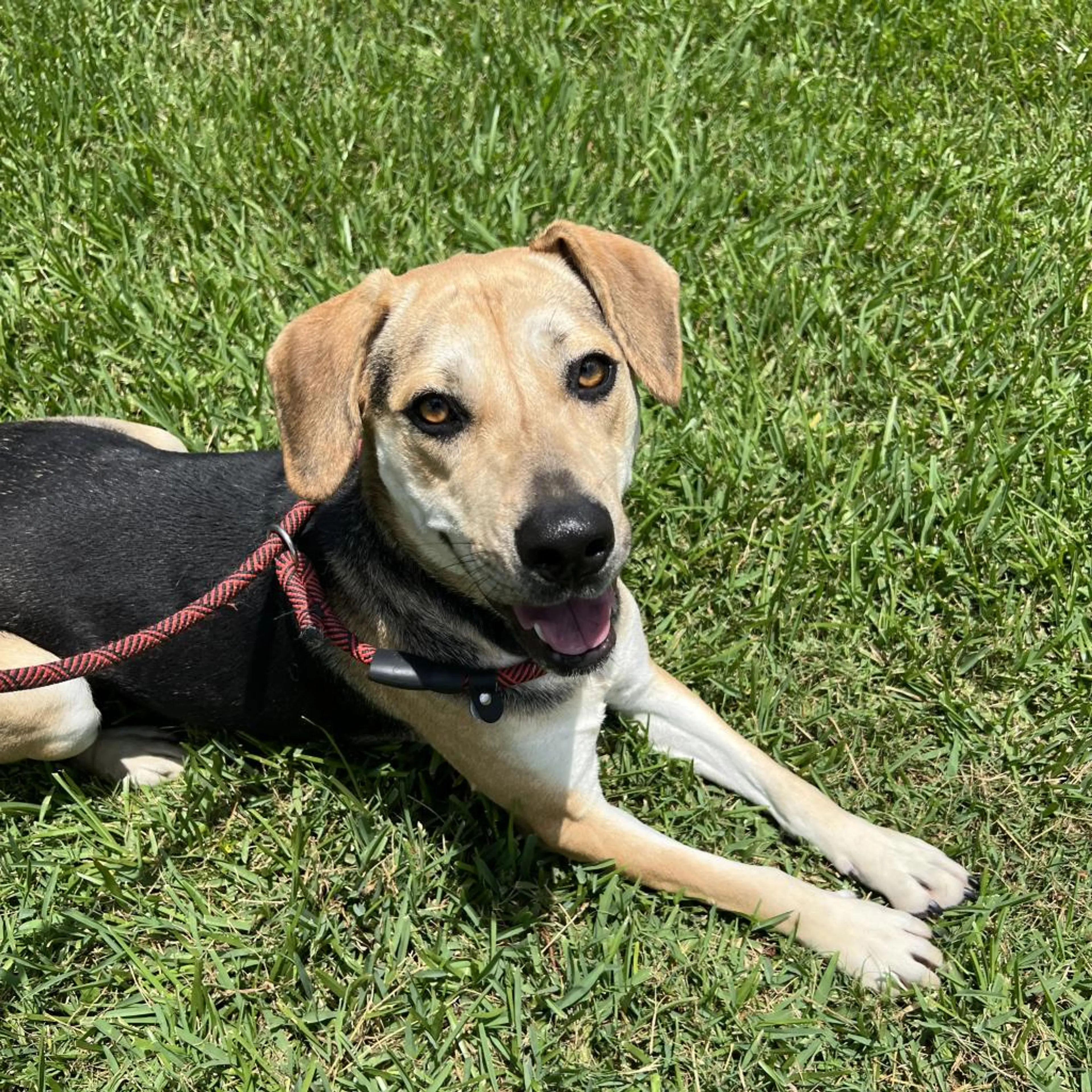 Found pet-1