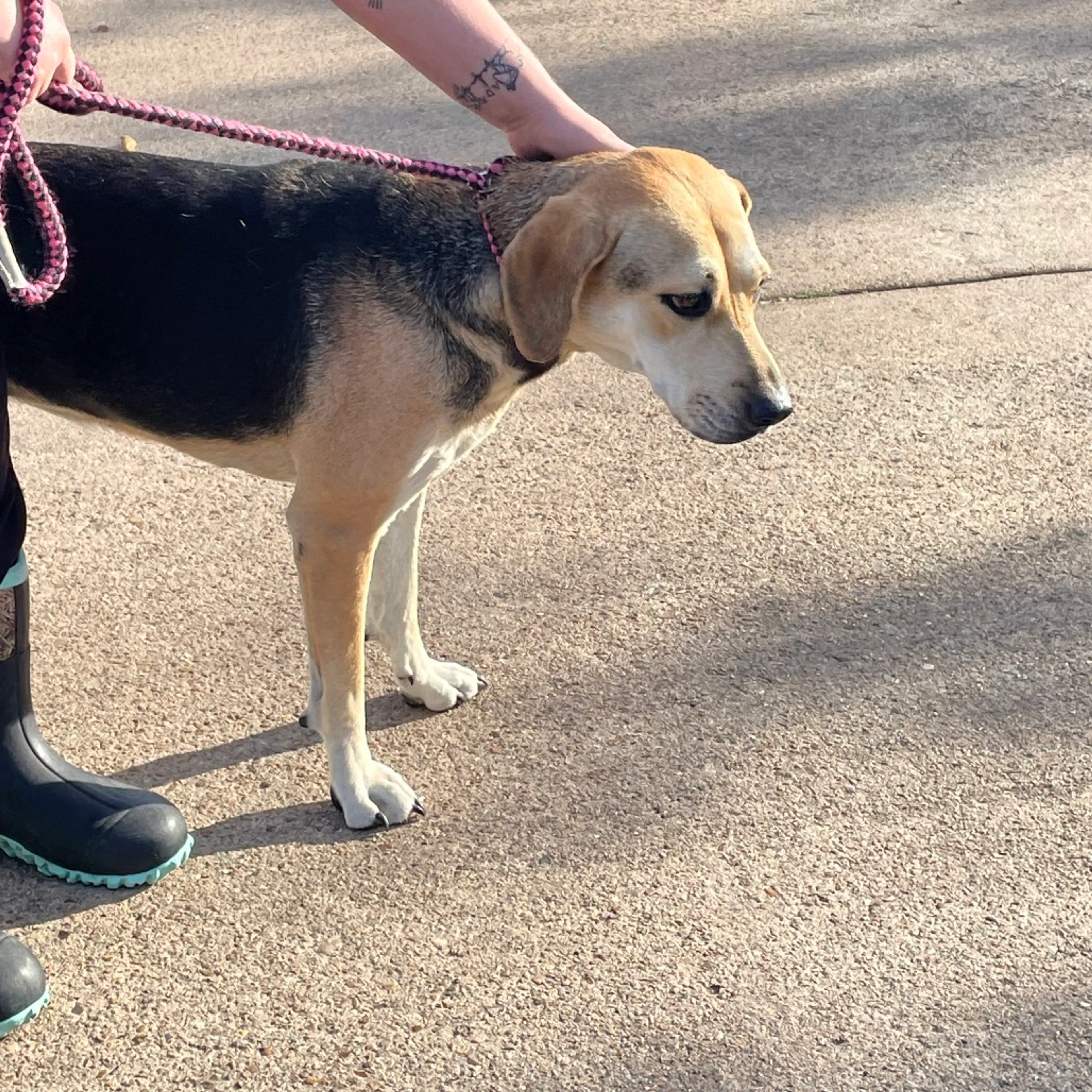 Found pet-3