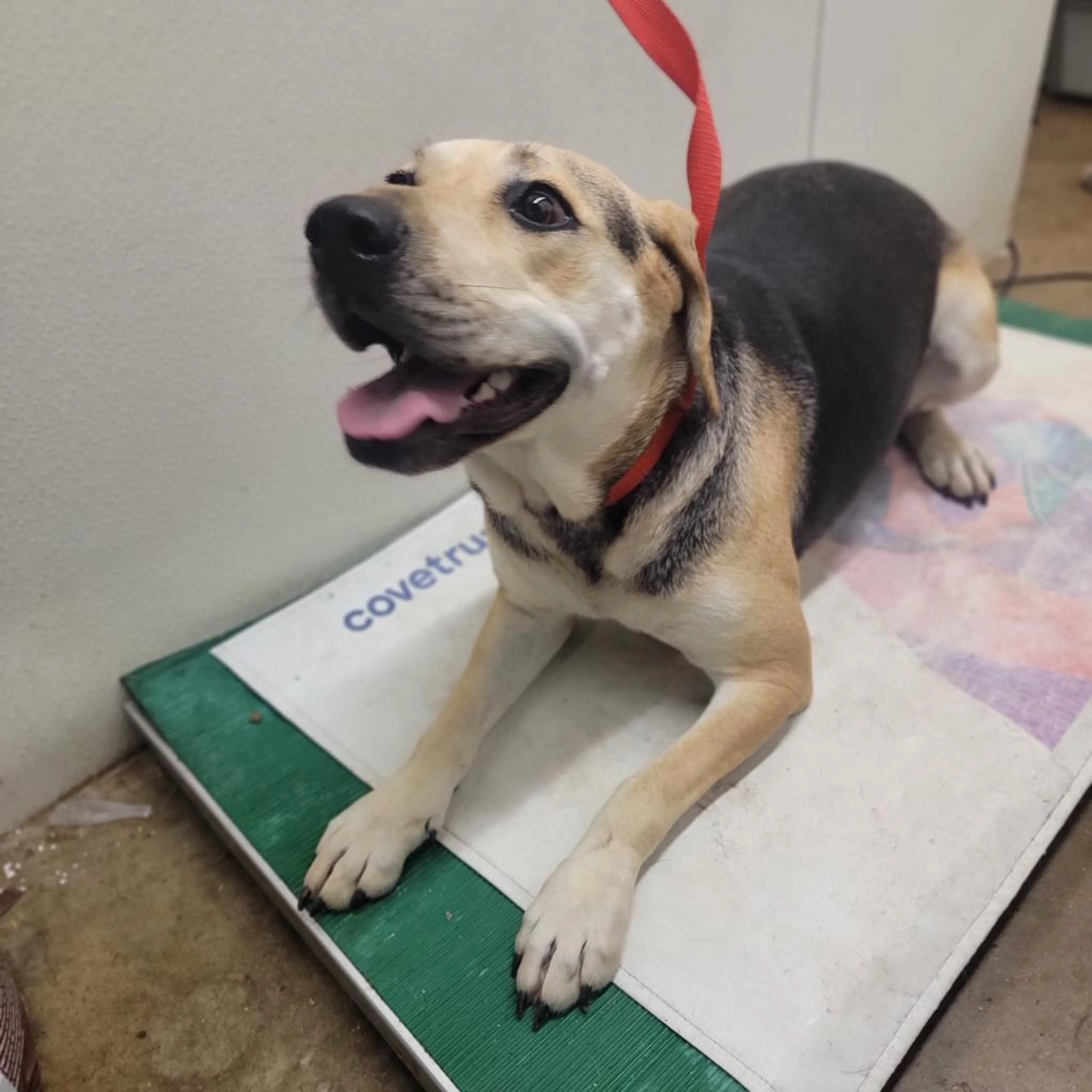 Found pet-2