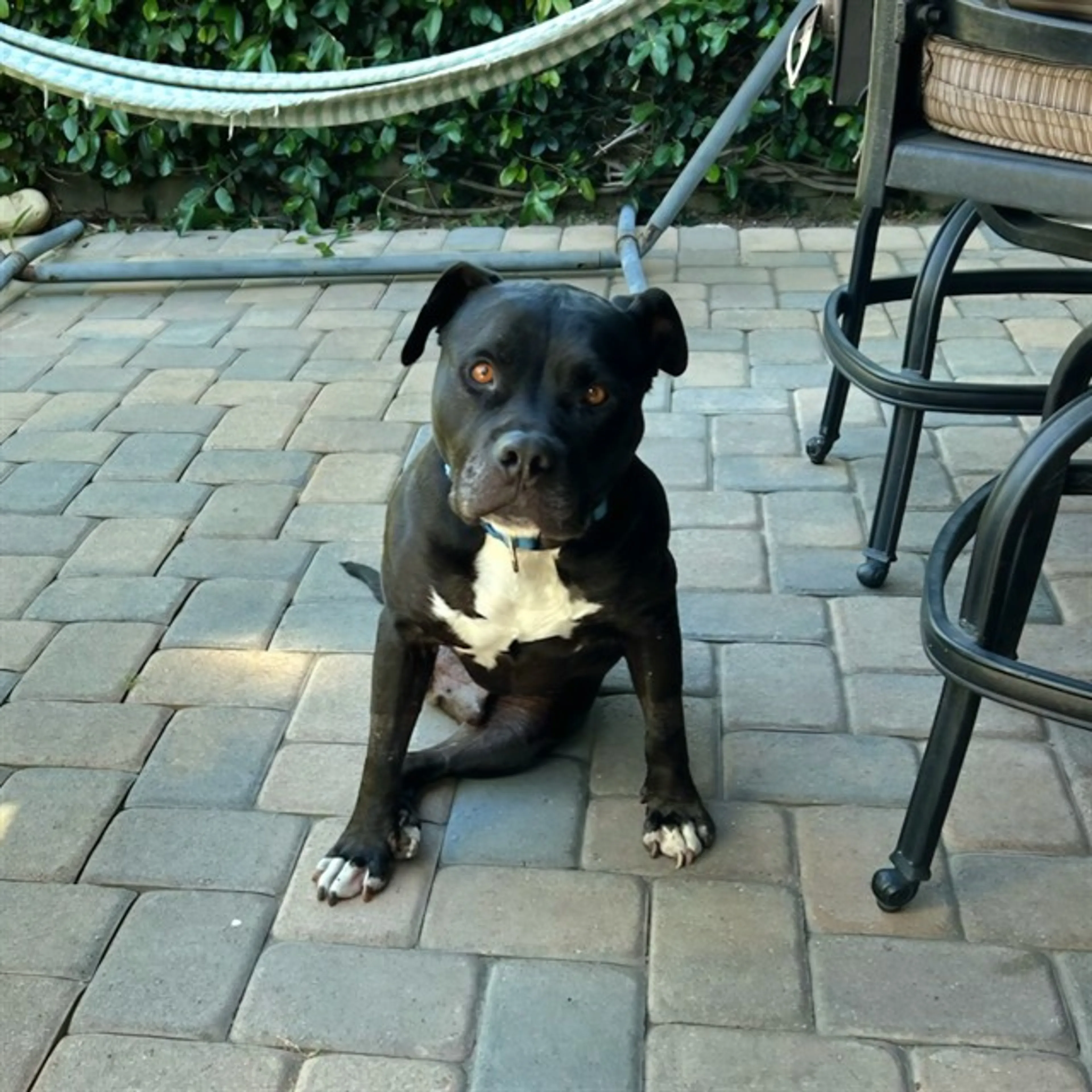 Found pet