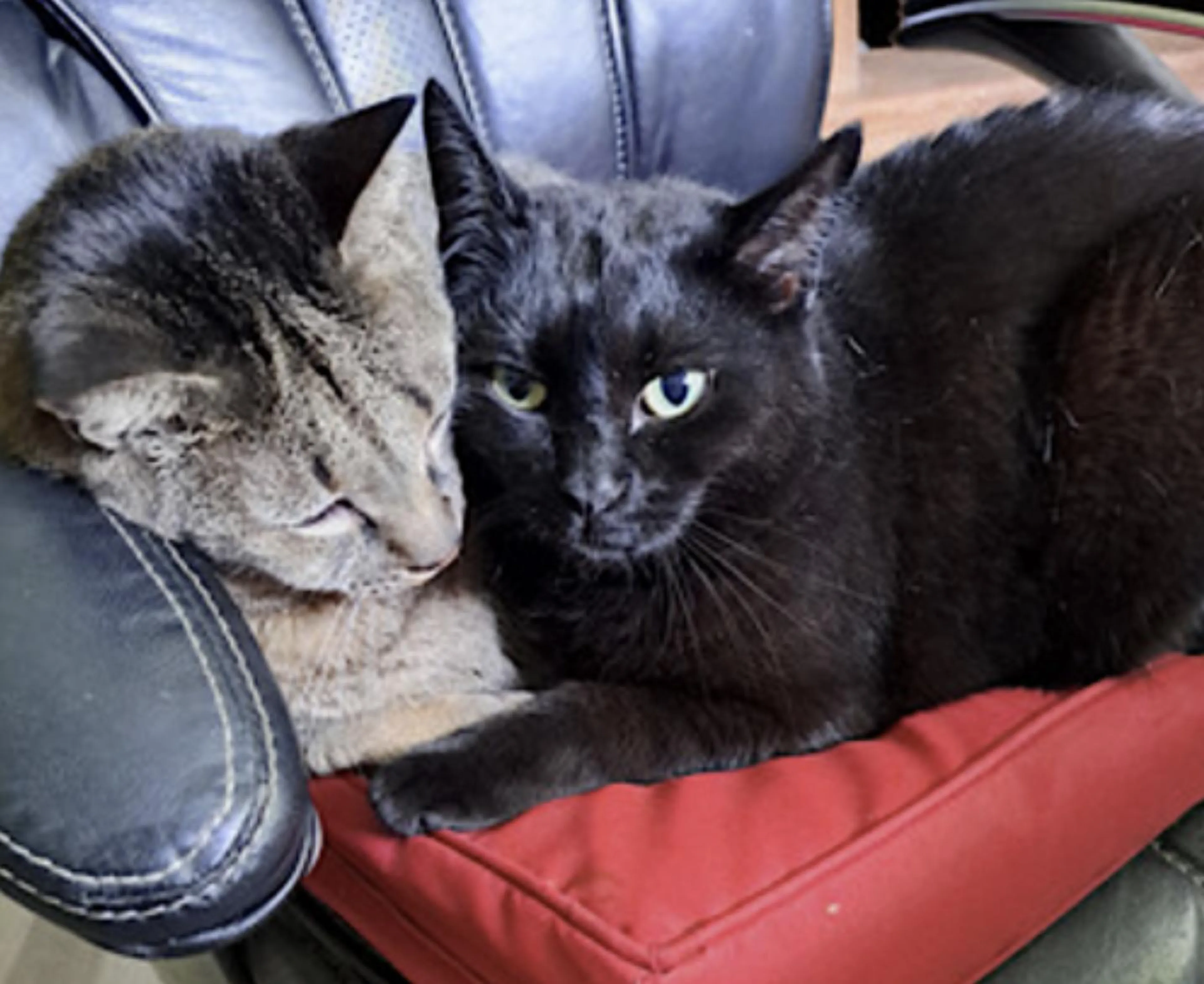 Found pet-1