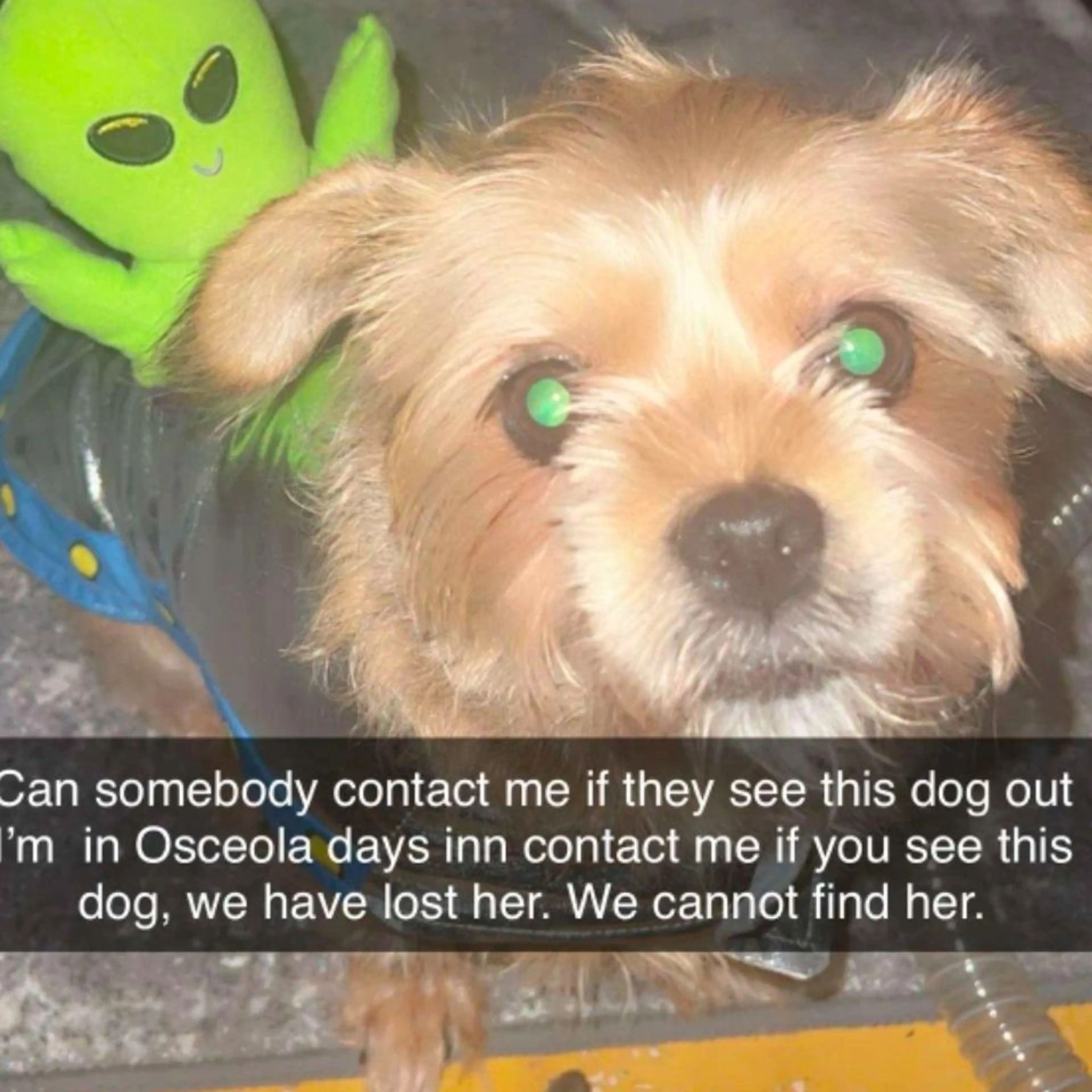 Lost pet