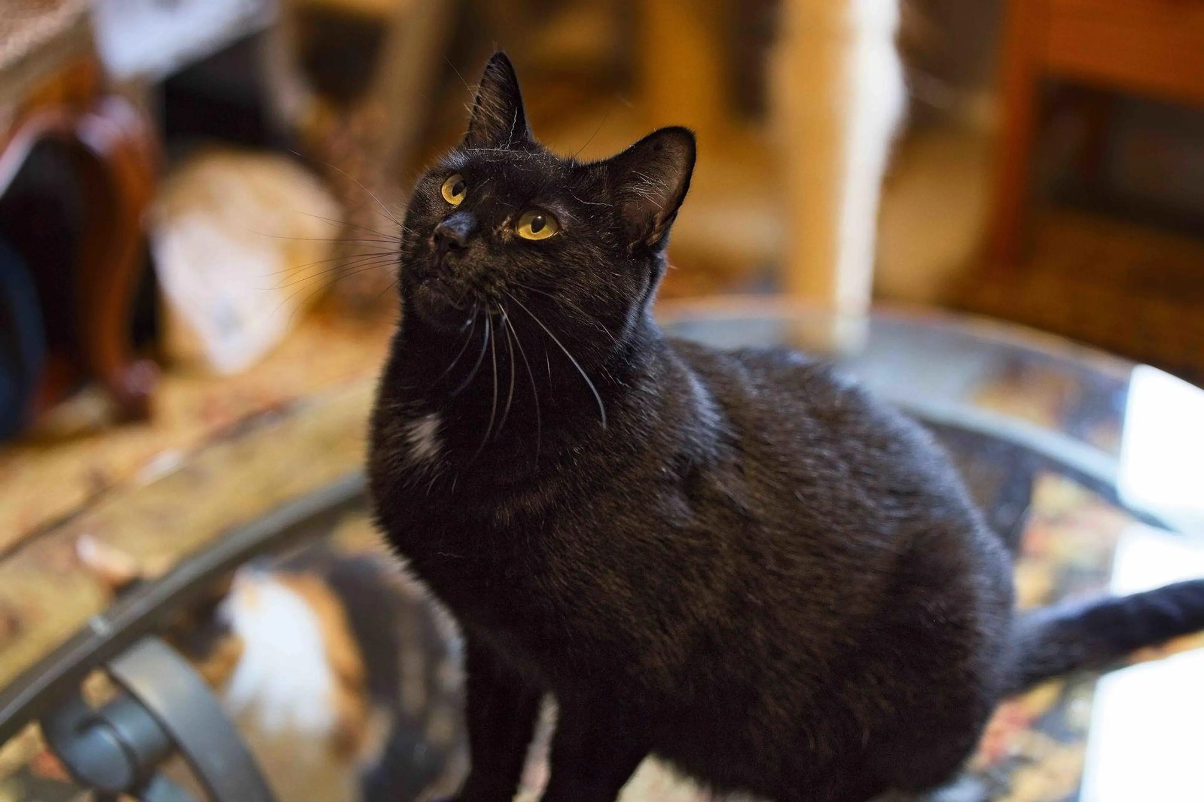 Found pet-2