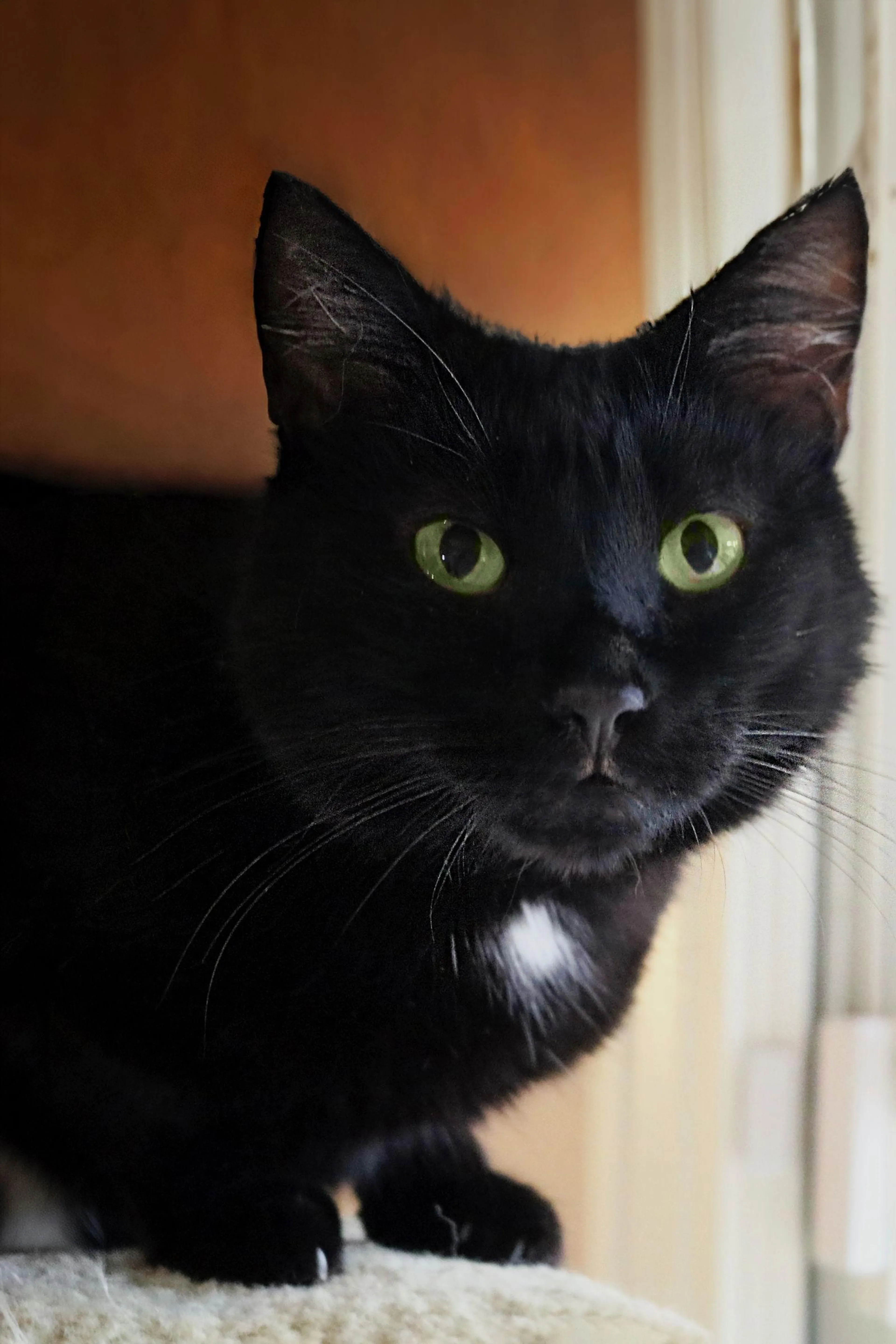 Found pet-1