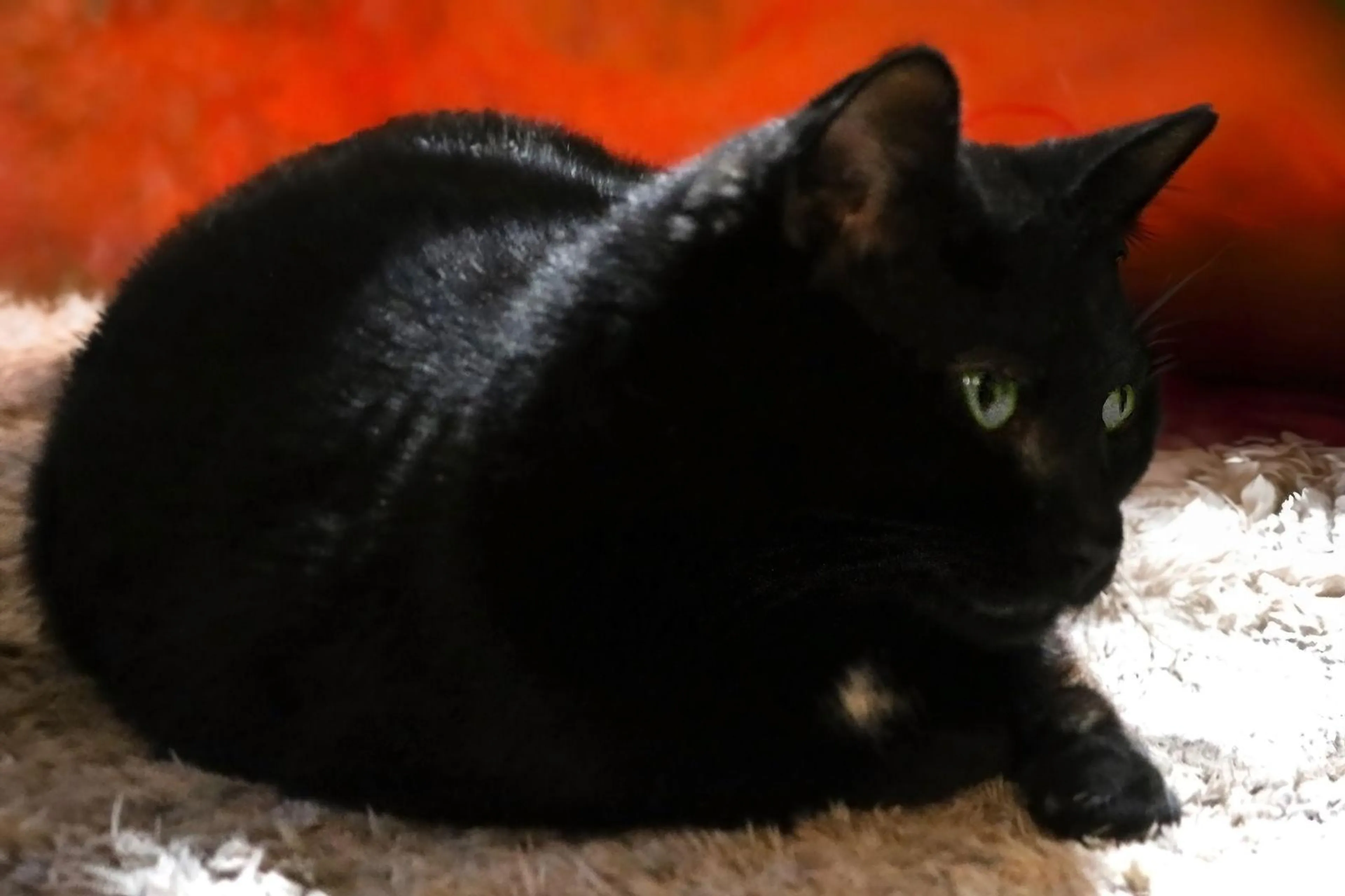 Found pet-0