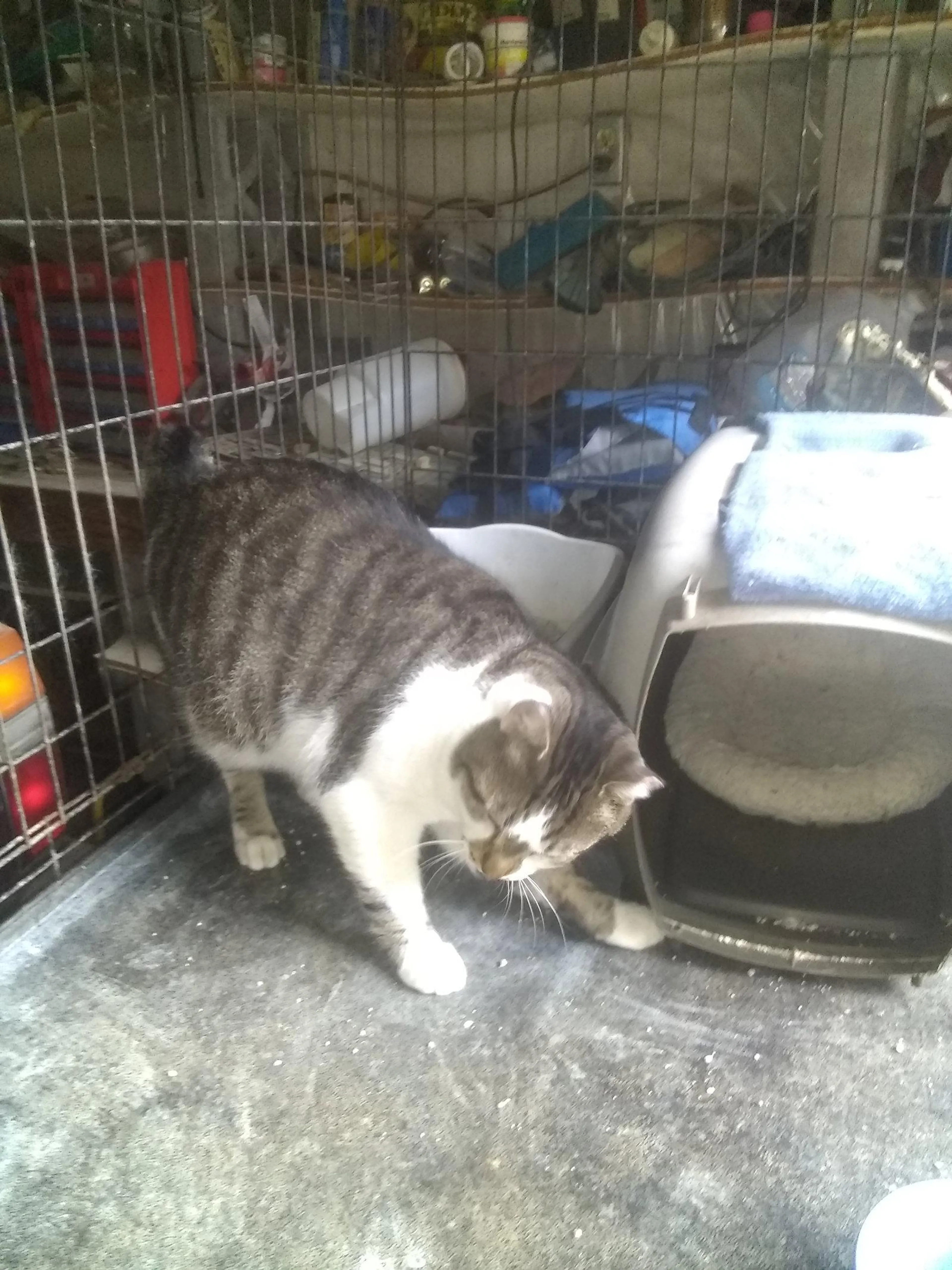 Found pet-2