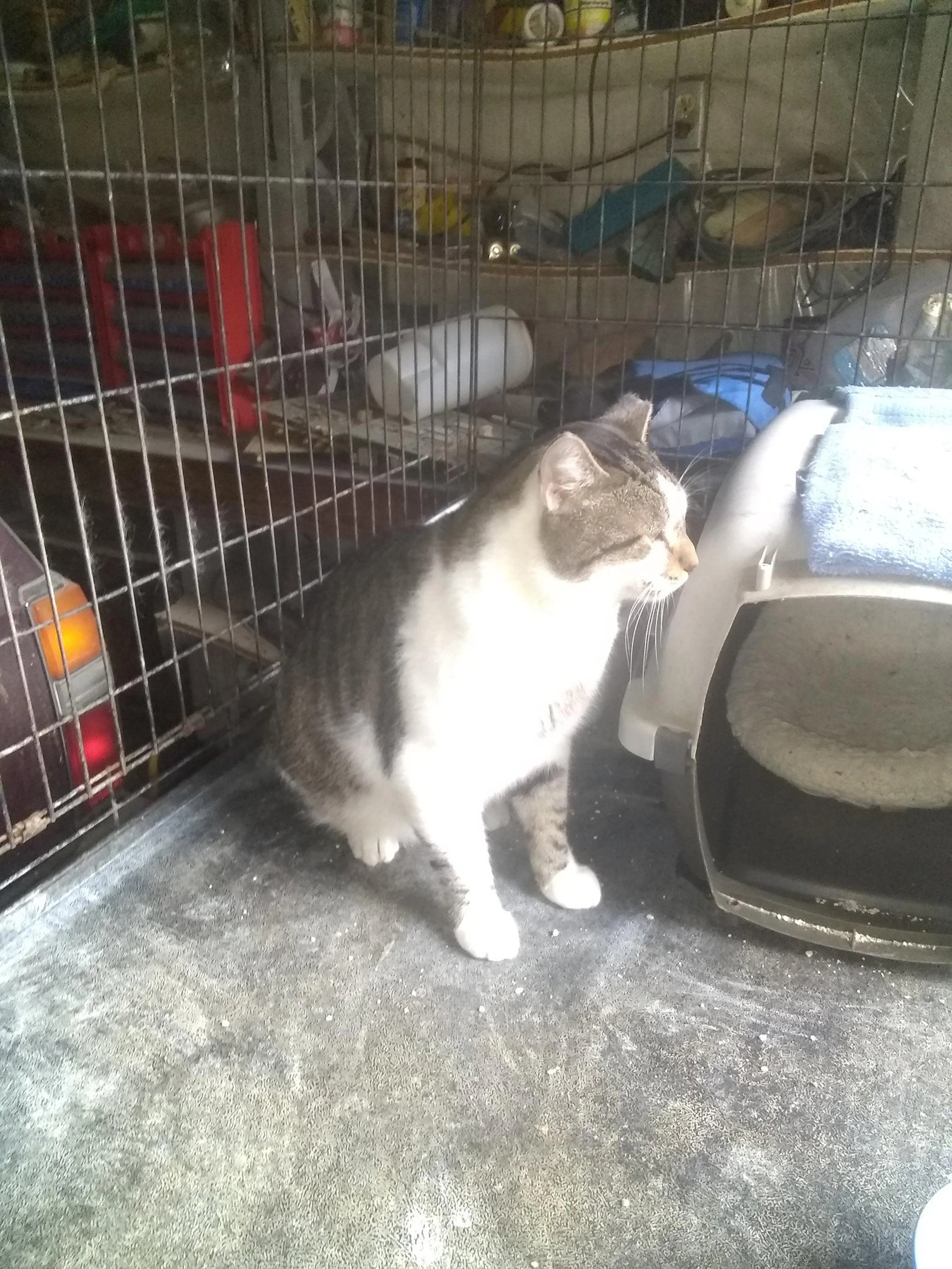 Found pet-0