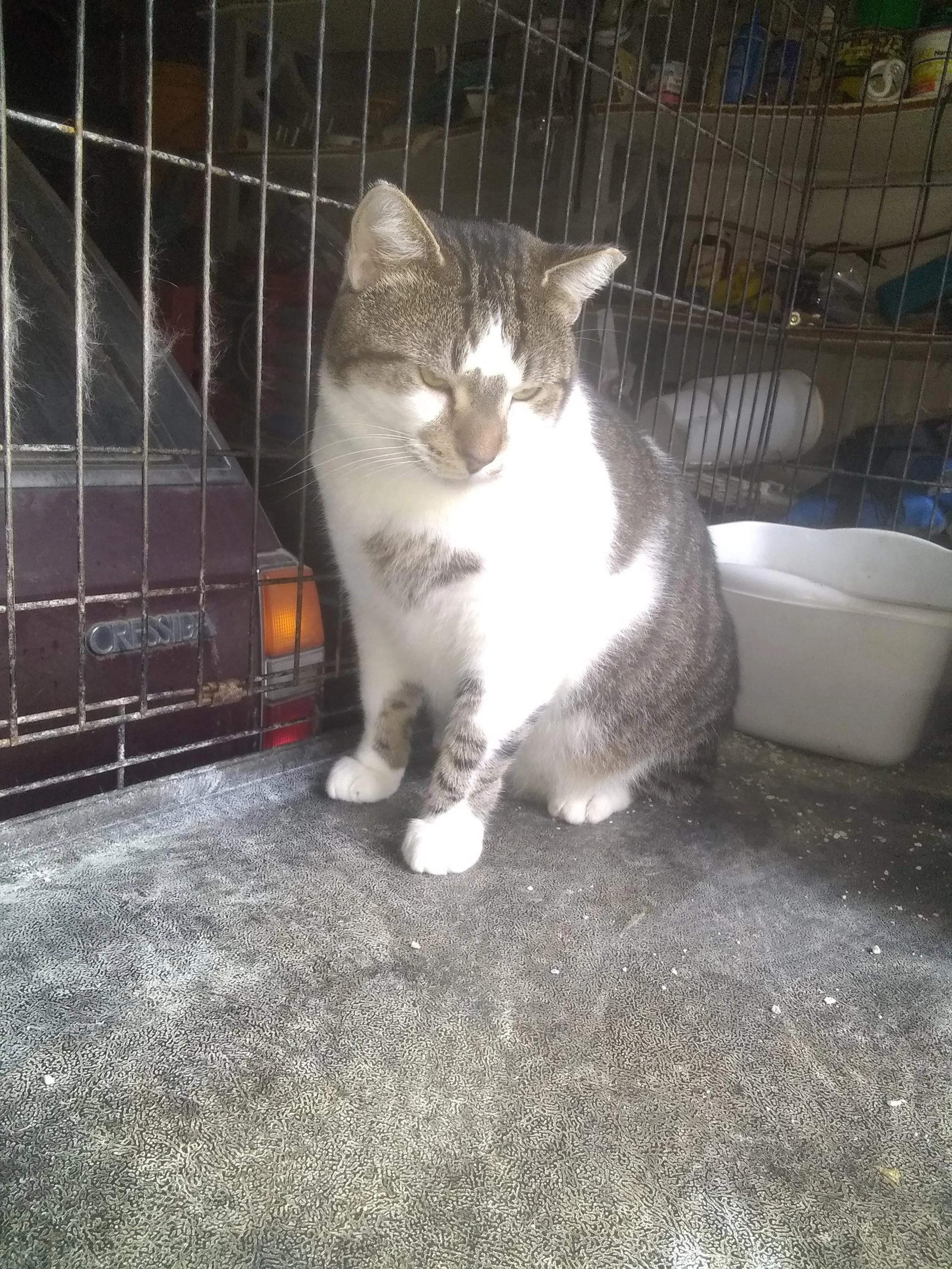 Found pet-1
