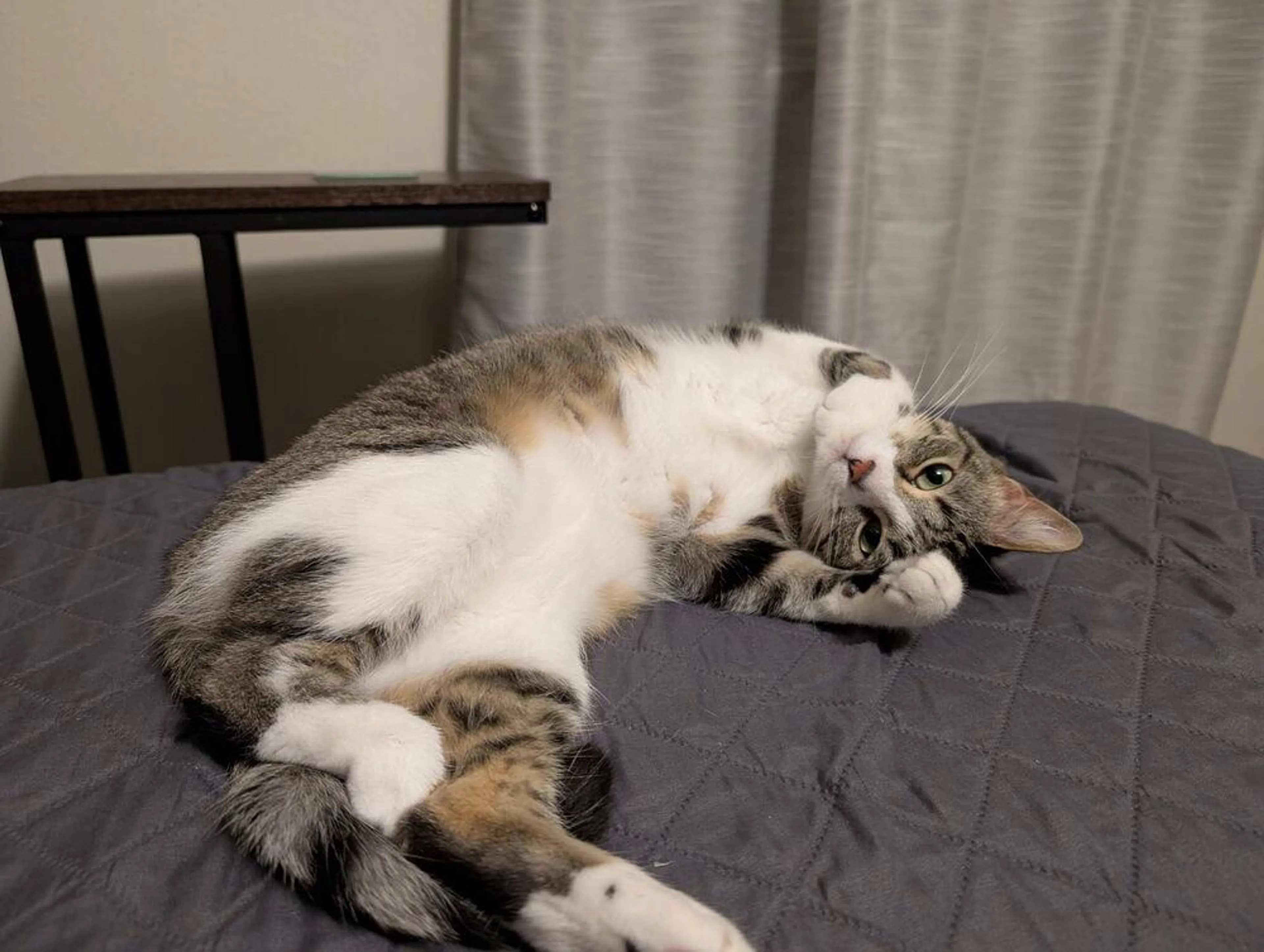 Found pet-2